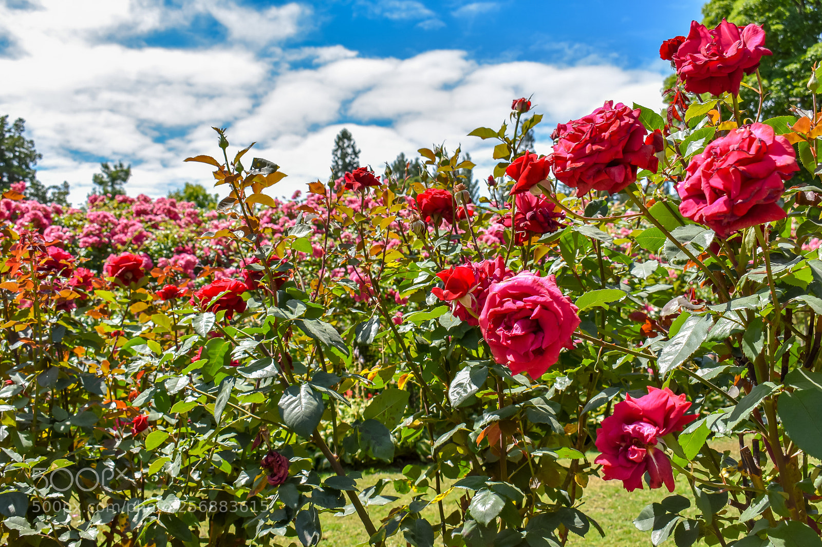 Nikon D3400 sample photo. Point defiance photography