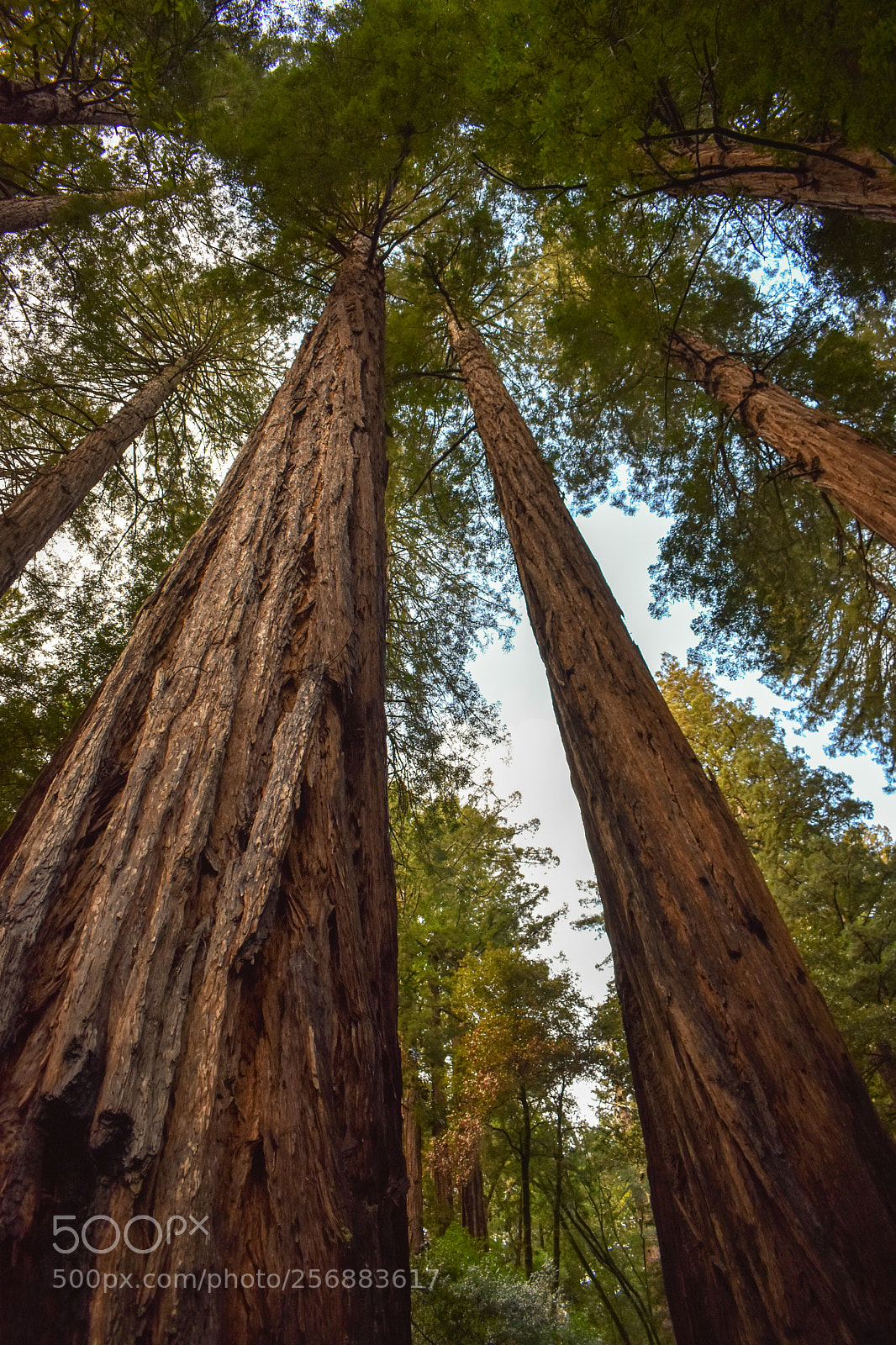 Nikon D3400 sample photo. Muir woods photography