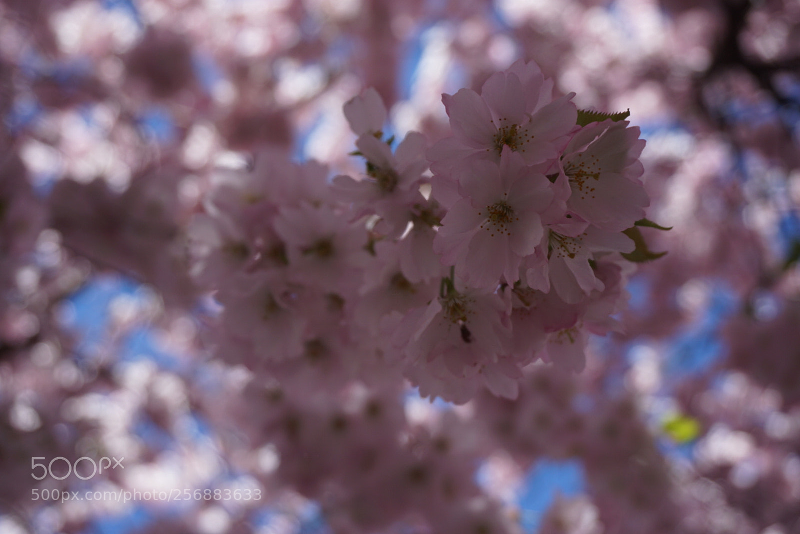 Sony a6000 sample photo. Untitled photography