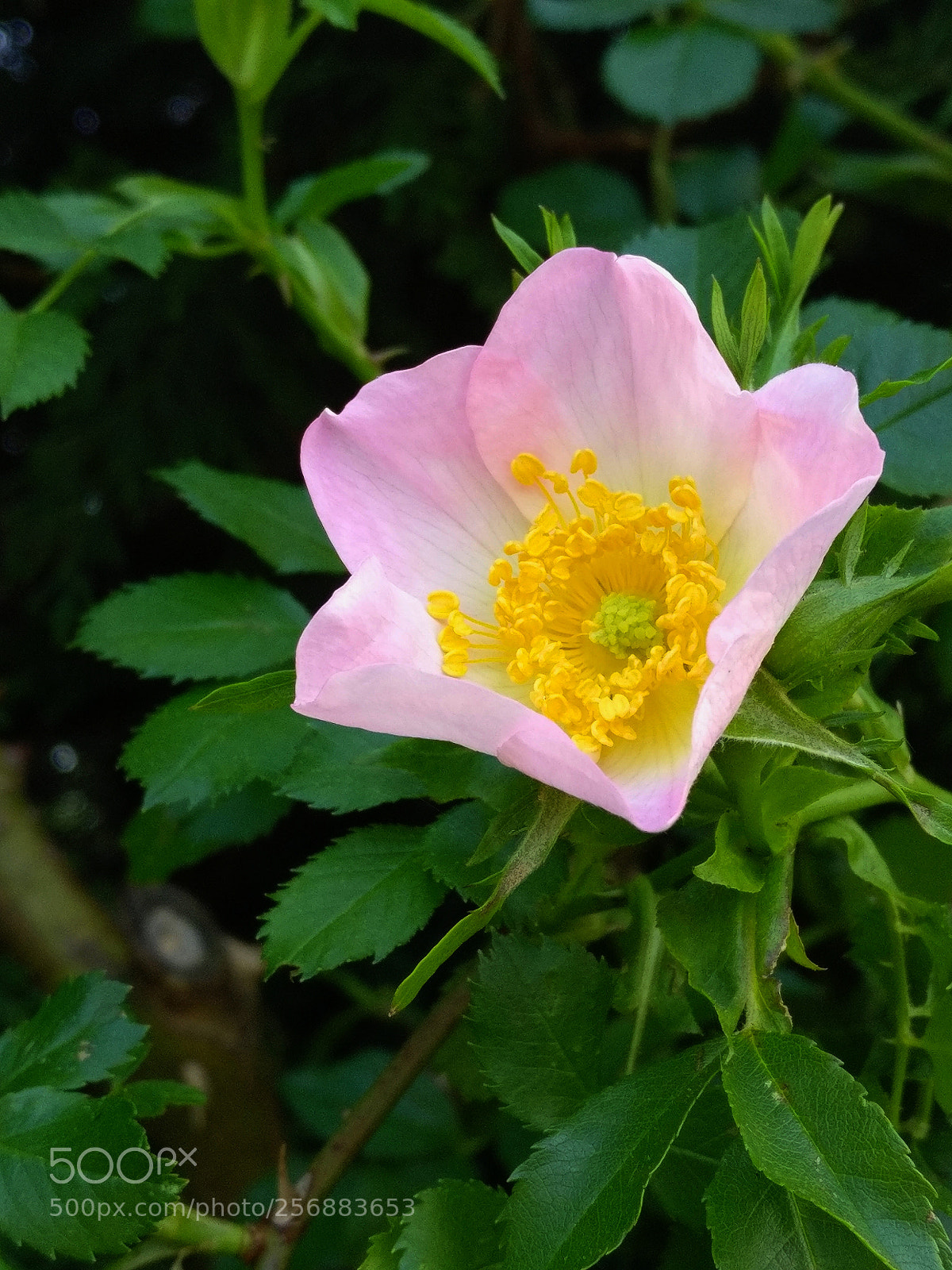 OnePlus A3003 sample photo. églantine photography