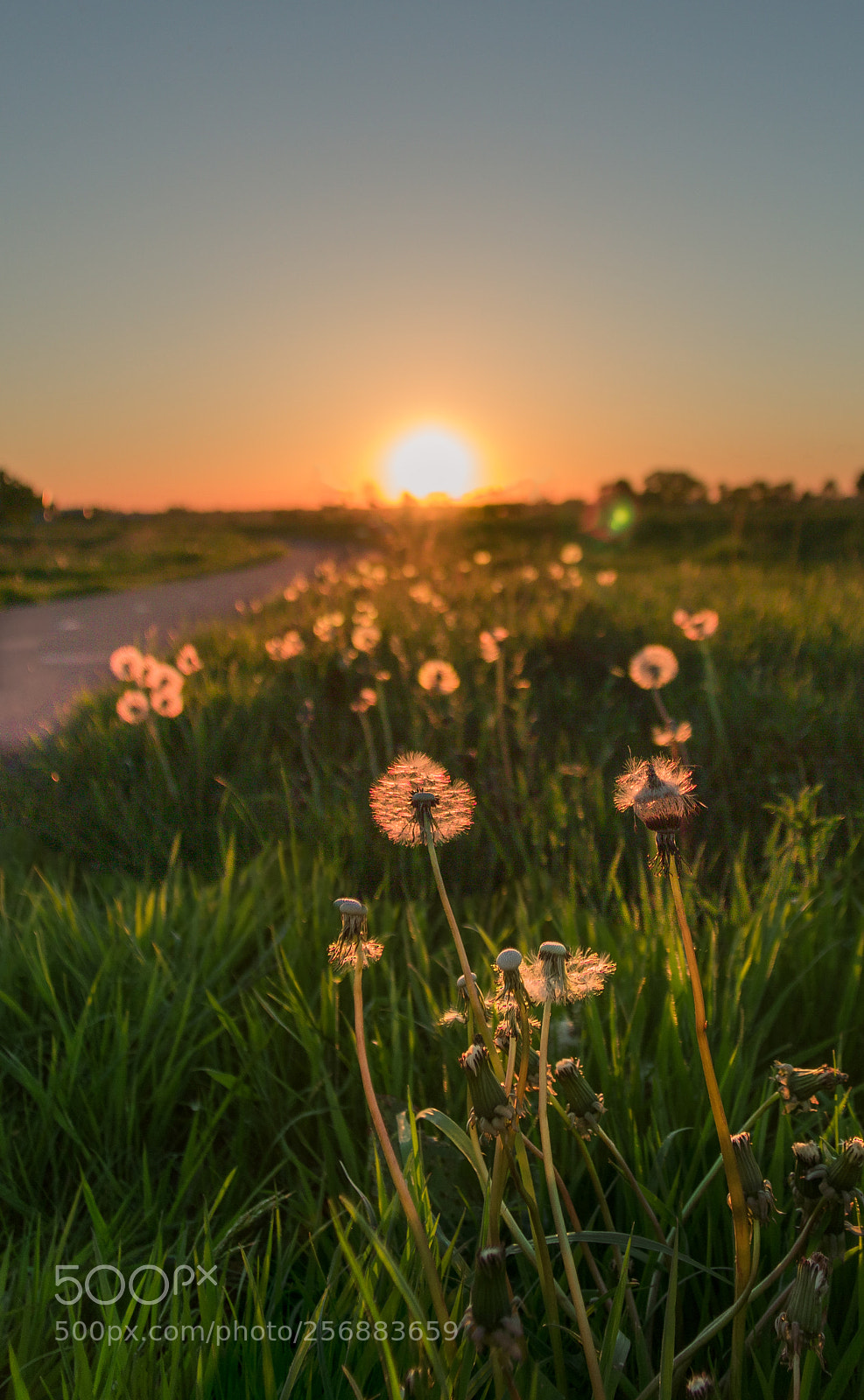 Canon EOS 60D sample photo. The dandelion photography
