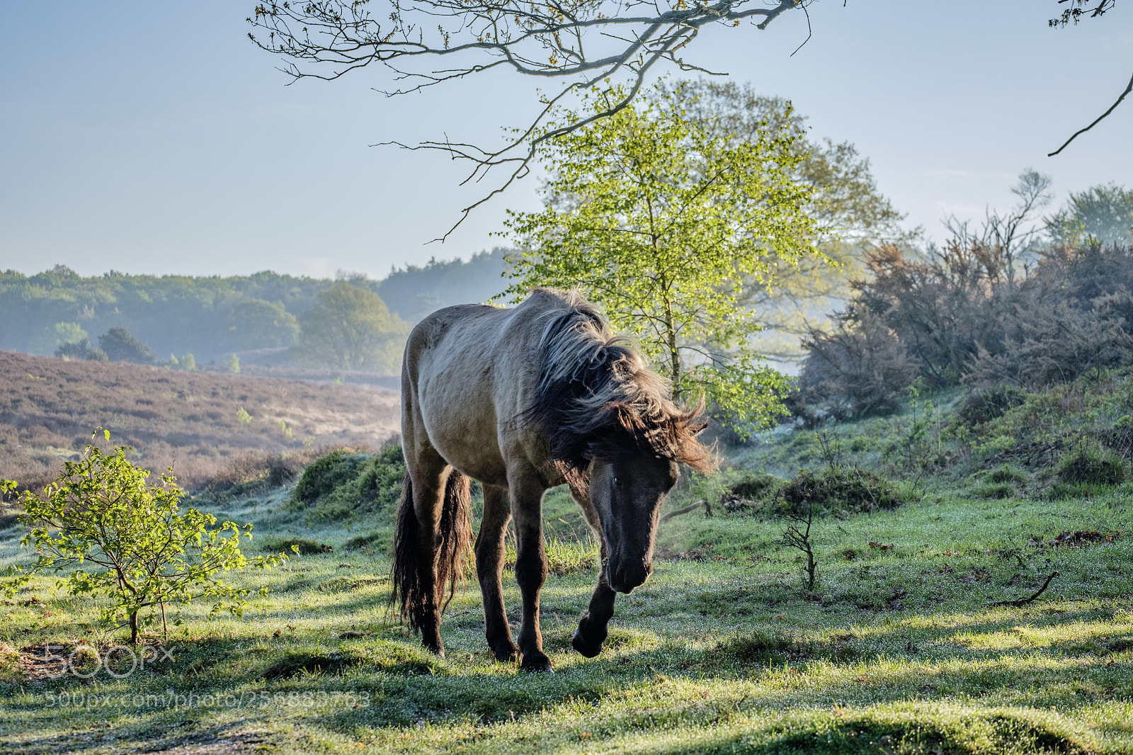 Fujifilm X-T20 sample photo. Konik horse photography