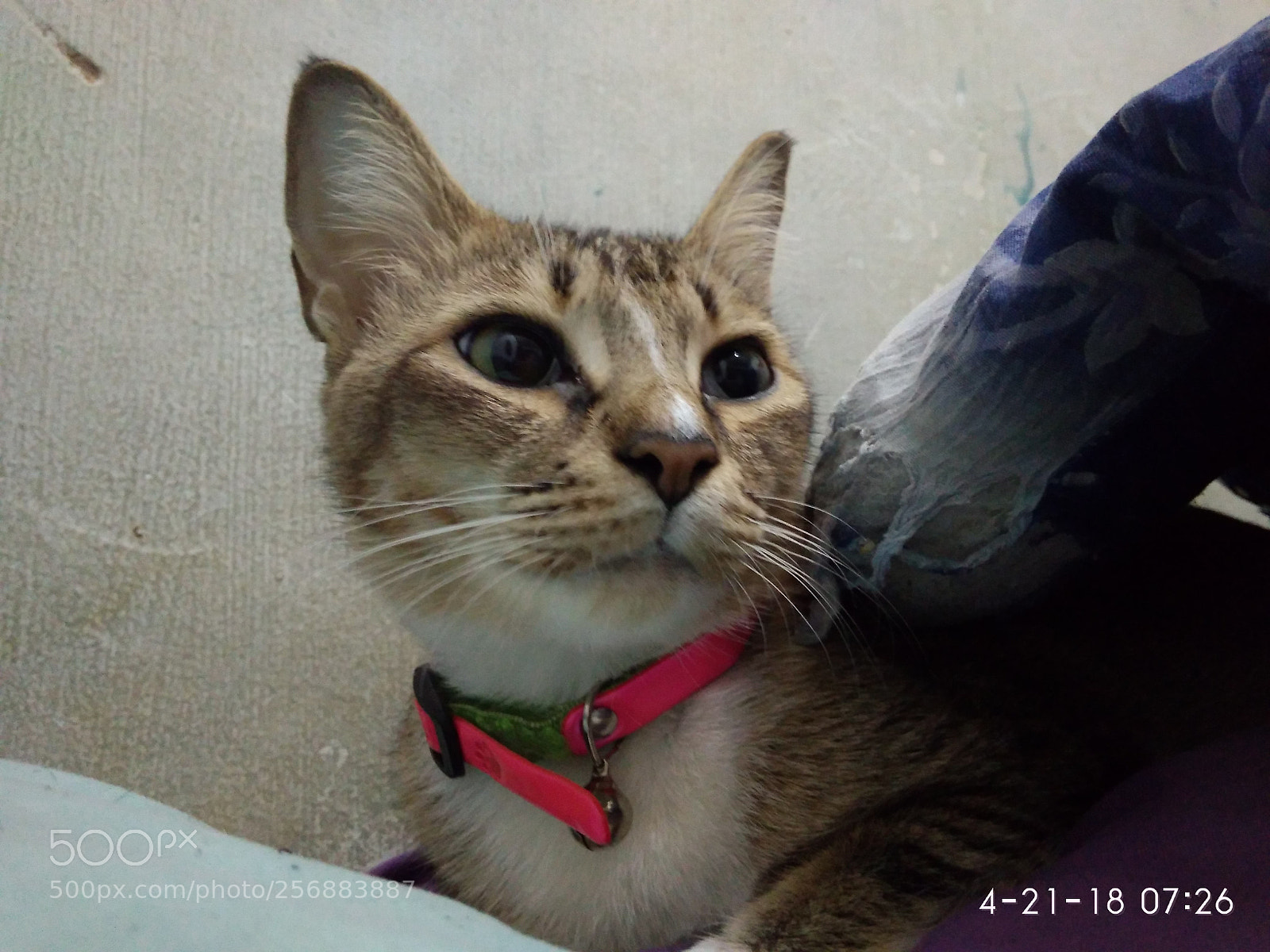 Xiaomi Redmi 4A sample photo. The cat photography