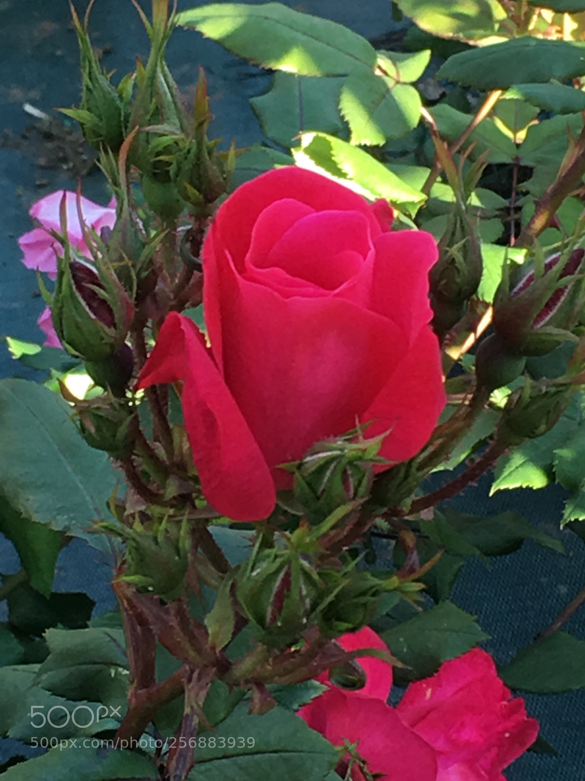 Apple iPhone 6s Plus sample photo. The rose fragante photography