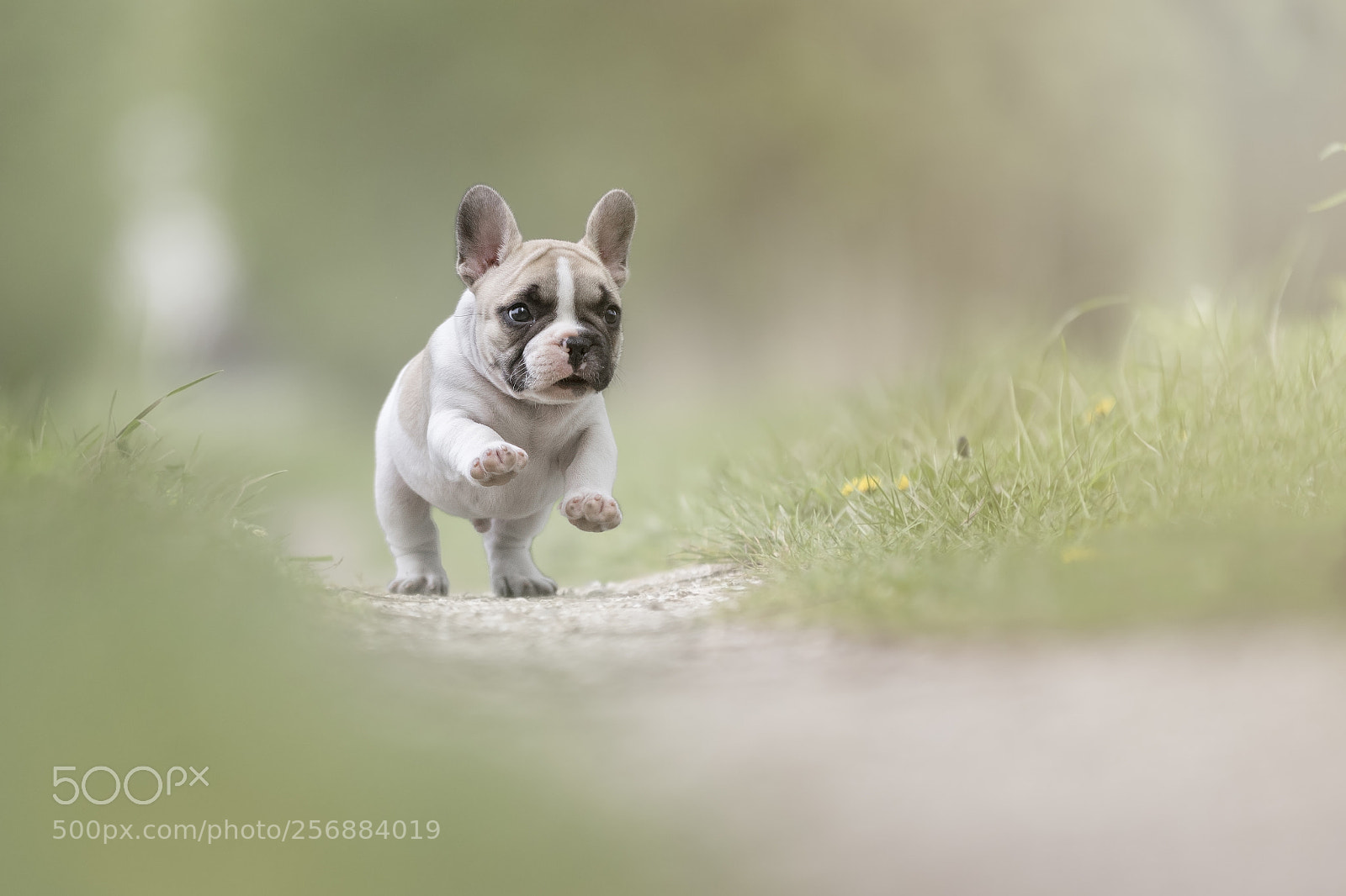 Canon EOS 7D Mark II sample photo. Mister blue, - chester - photography