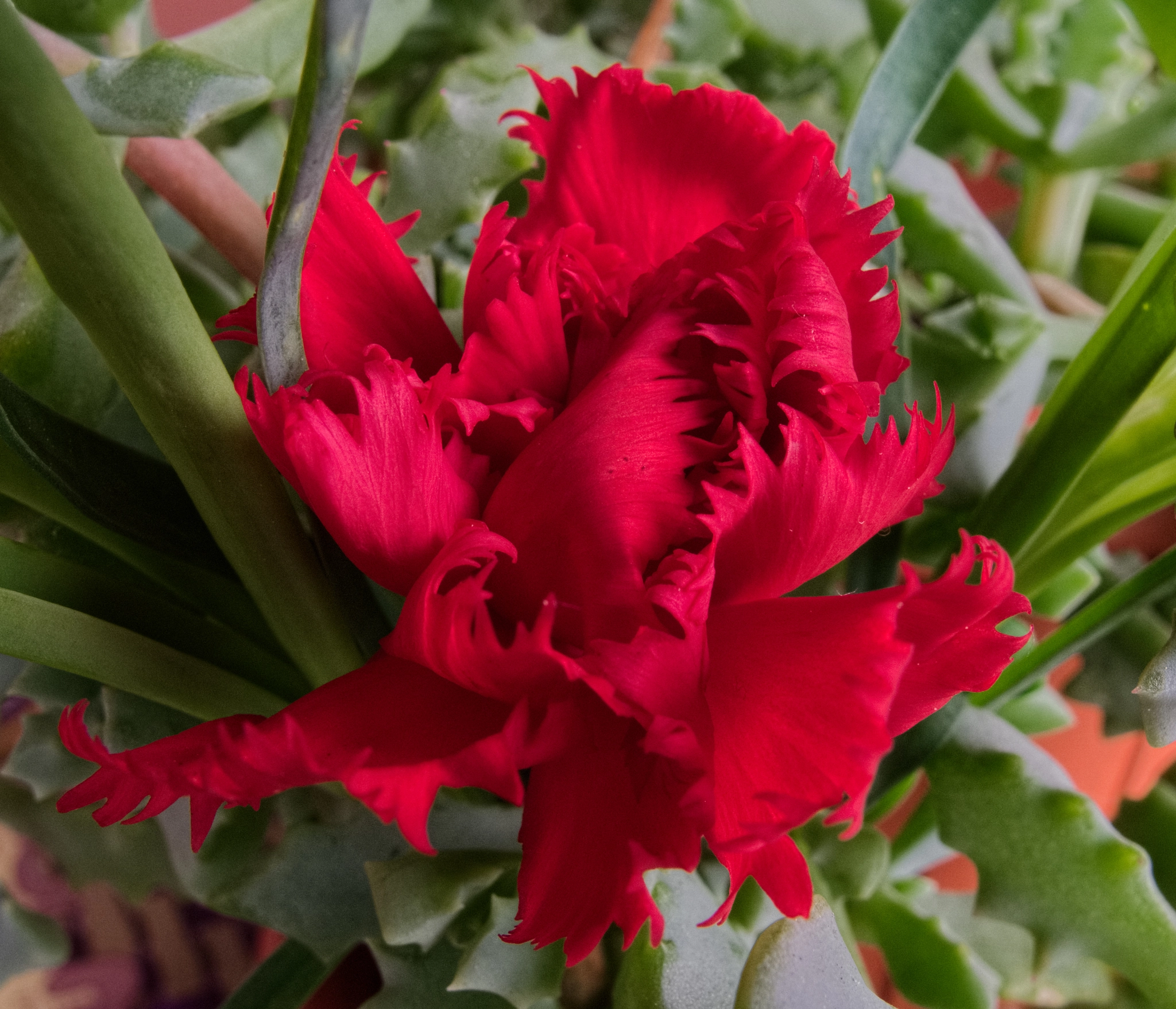 Canon PowerShot G10 sample photo. ...red carnation photography