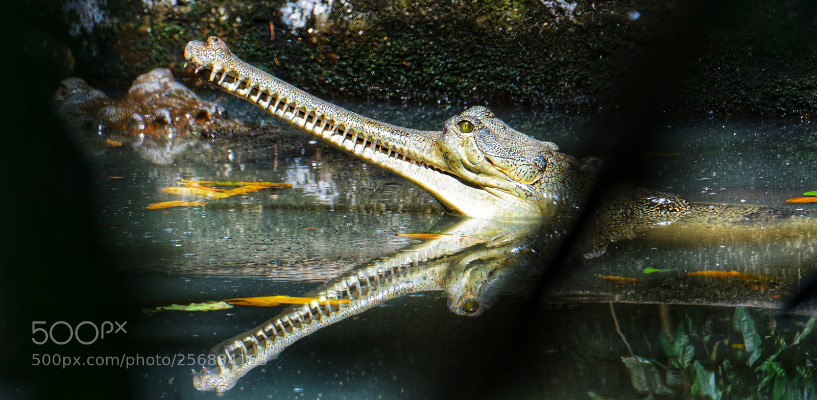 Sony a6000 sample photo. Enlightened crocodile photography
