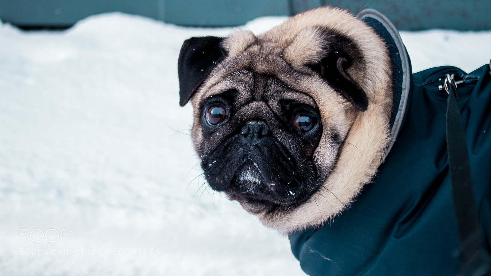 Canon EOS 80D sample photo. Beowulf in the snow photography