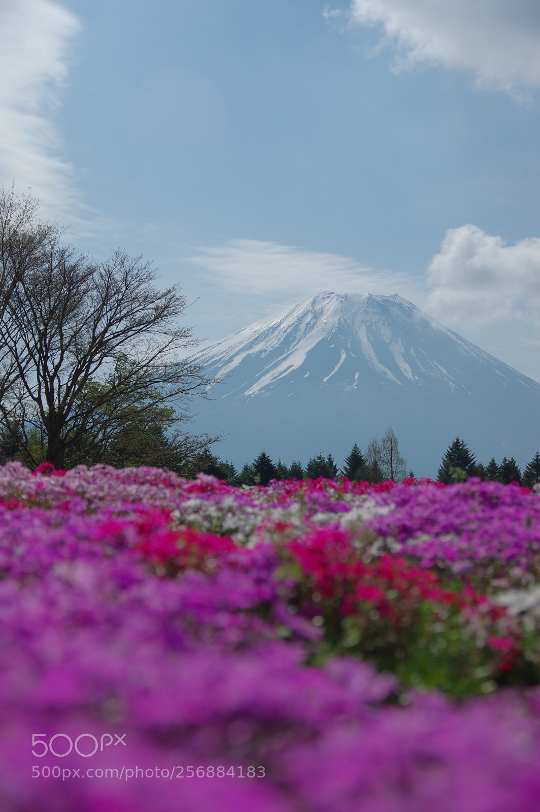 Pentax K-3 II sample photo. Fuji with mosaic-like moss photography