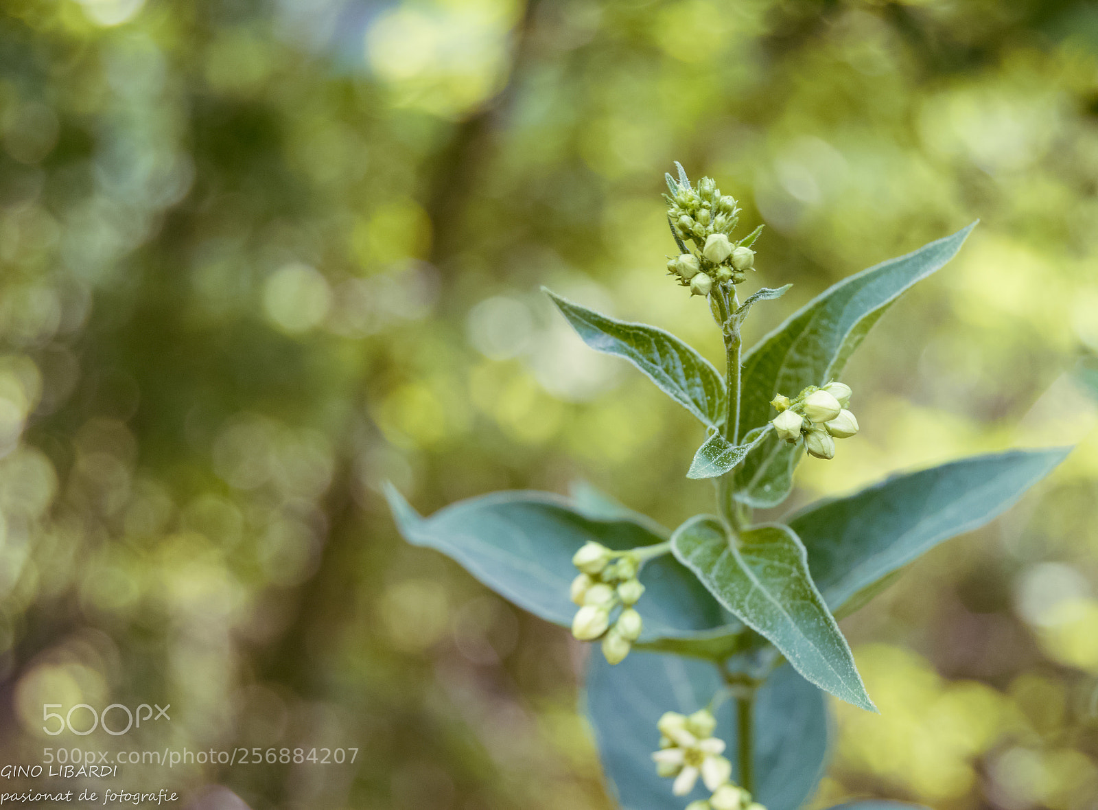 Nikon D3300 sample photo. Baby flower photography