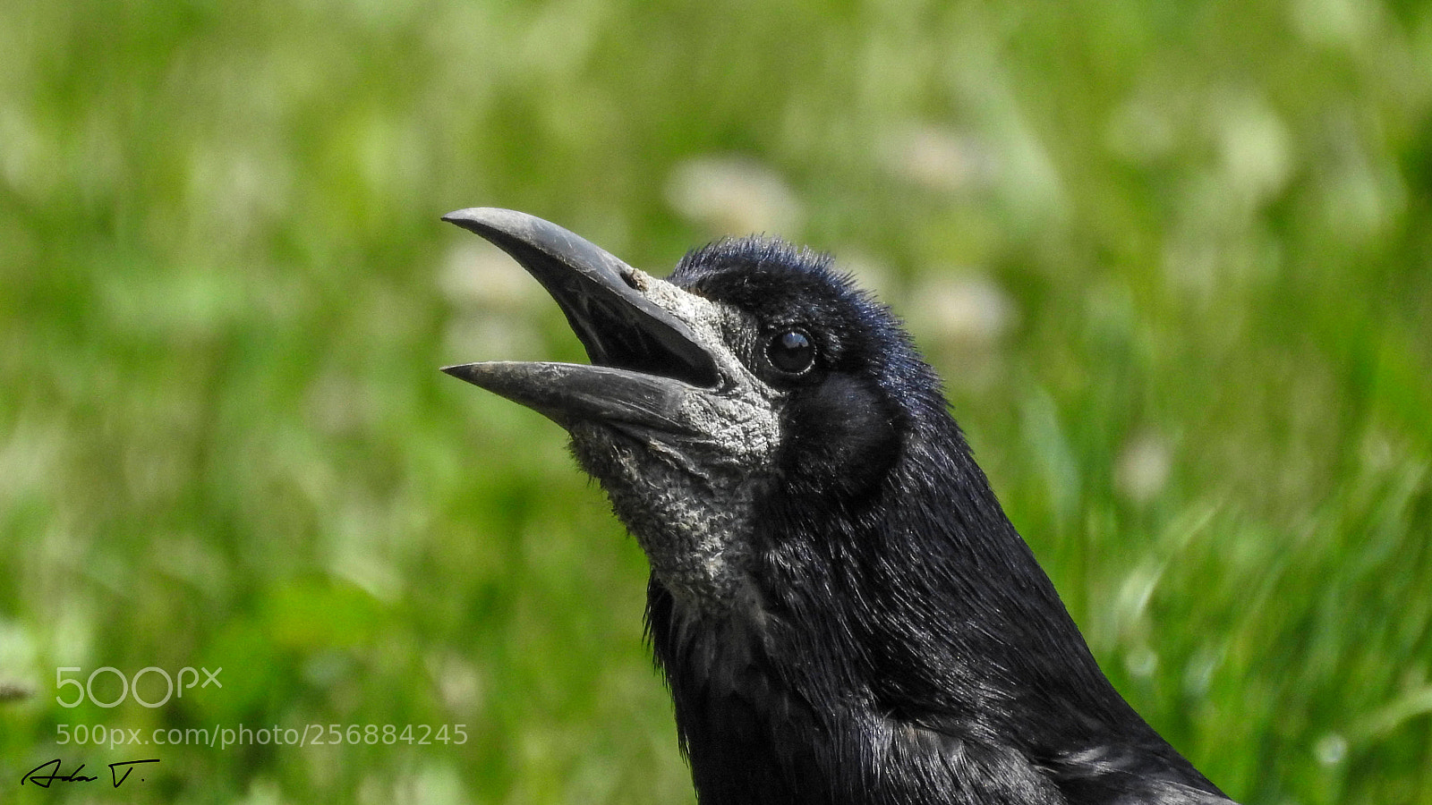Nikon Coolpix P900 sample photo. The raven photography