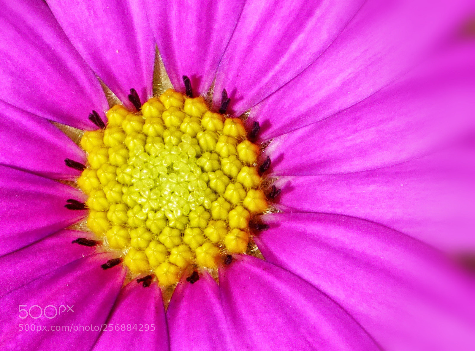 Panasonic Lumix DMC-ZS25 (Lumix DMC-TZ35) sample photo. Daisy centre photography