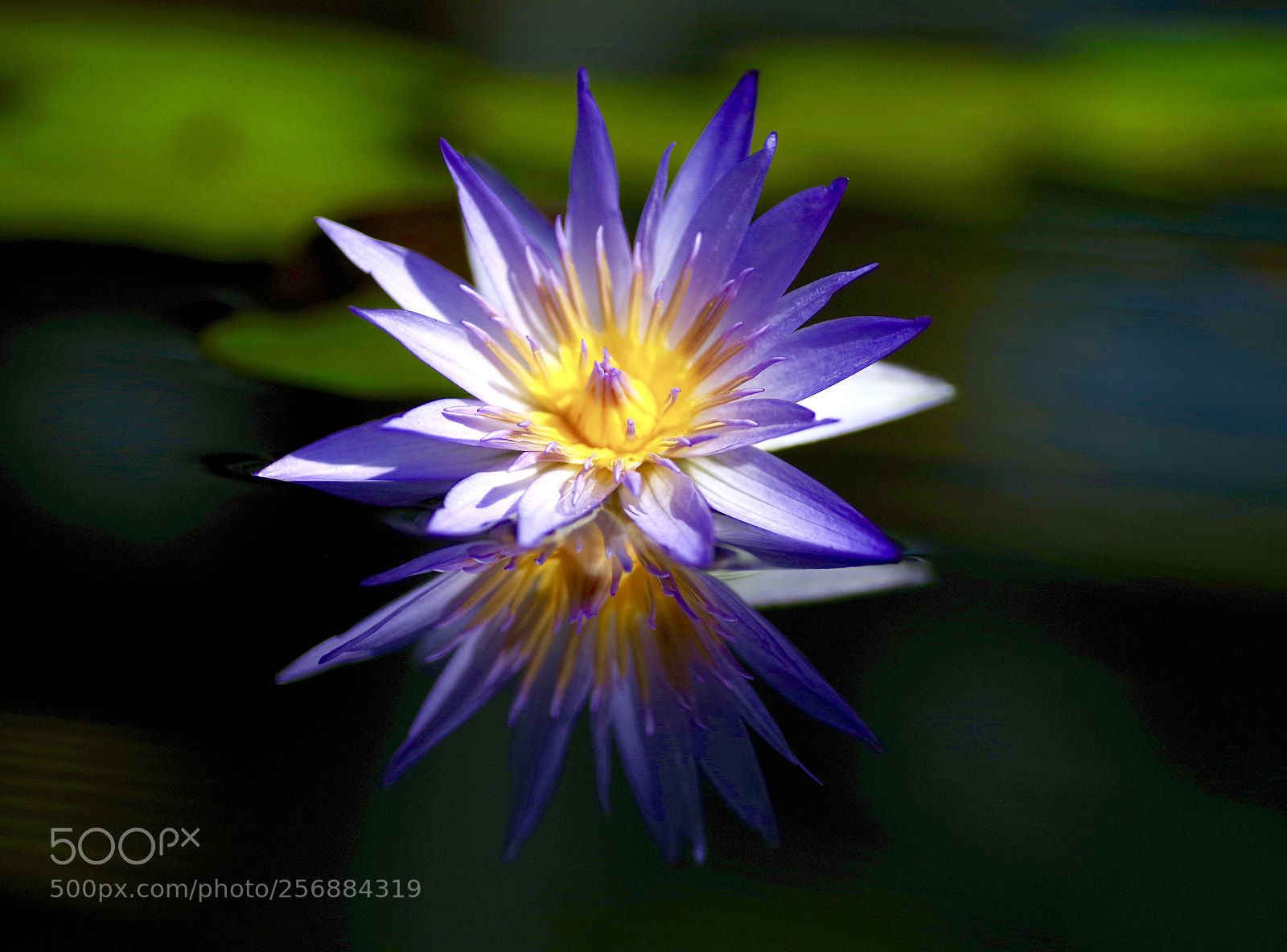 Pentax K-1 sample photo. Water lilly photography
