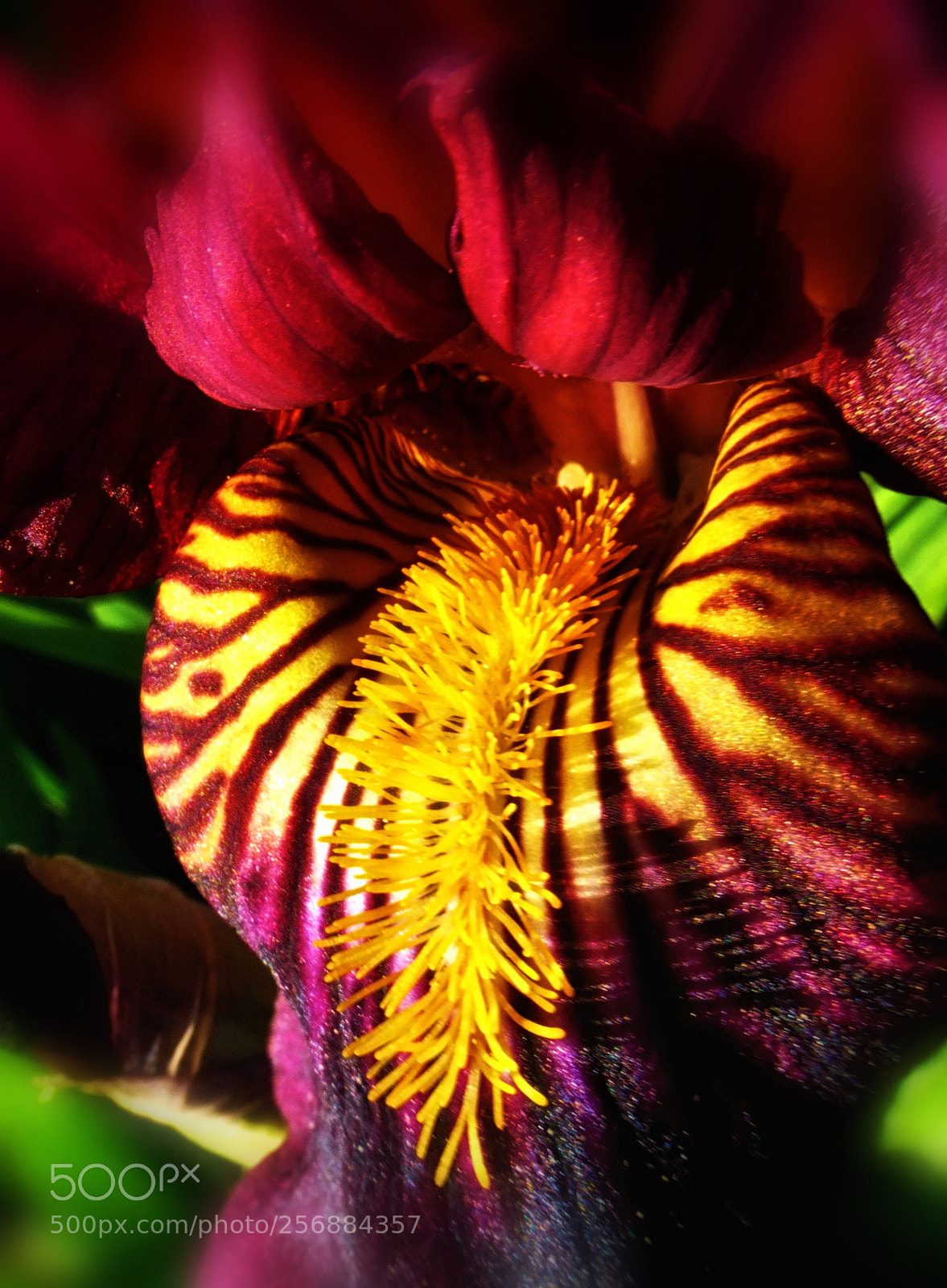 Panasonic Lumix DMC-ZS25 (Lumix DMC-TZ35) sample photo. Bearded iris detail photography