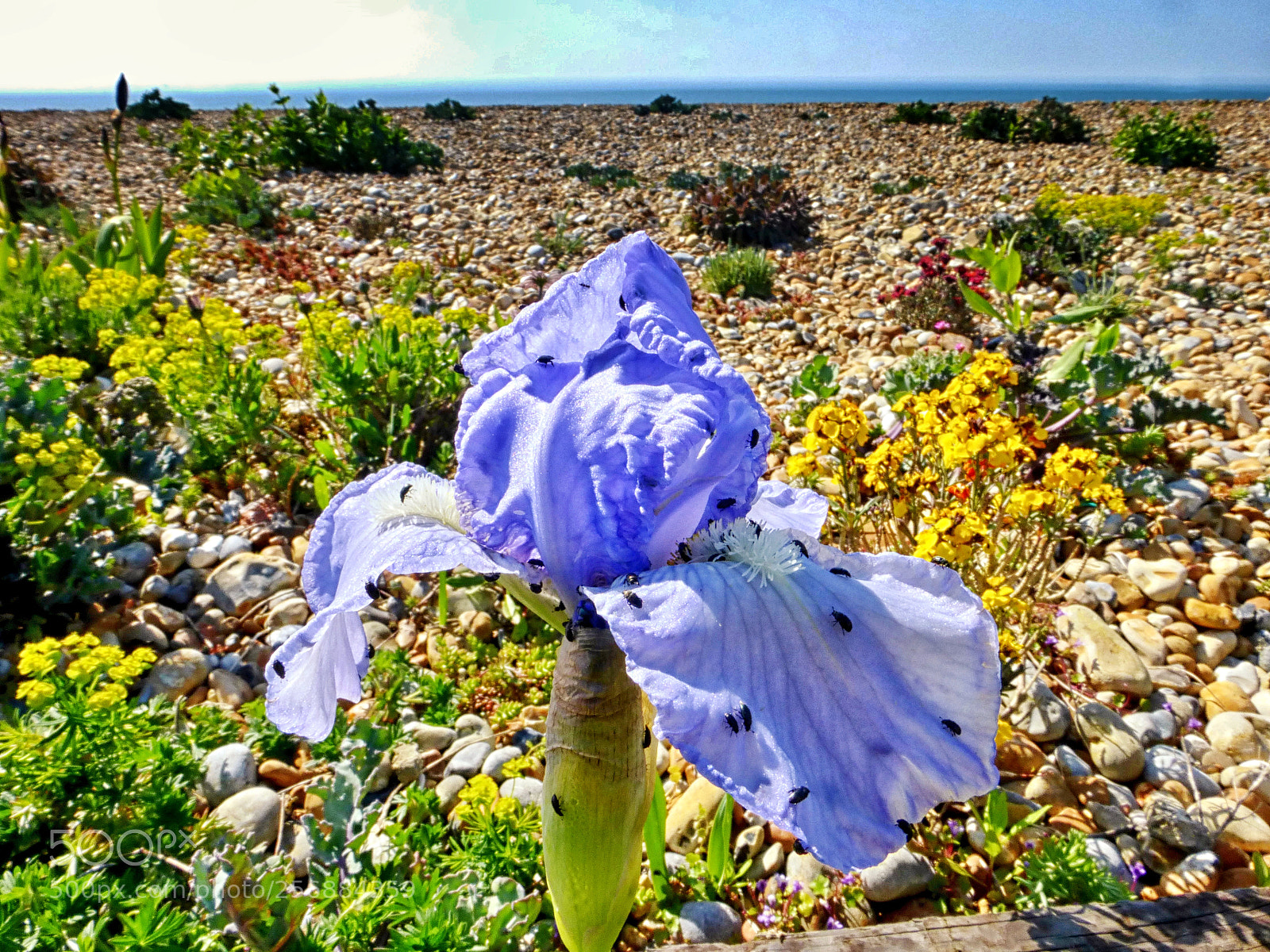 Panasonic Lumix DMC-ZS25 (Lumix DMC-TZ35) sample photo. Iris and guests photography