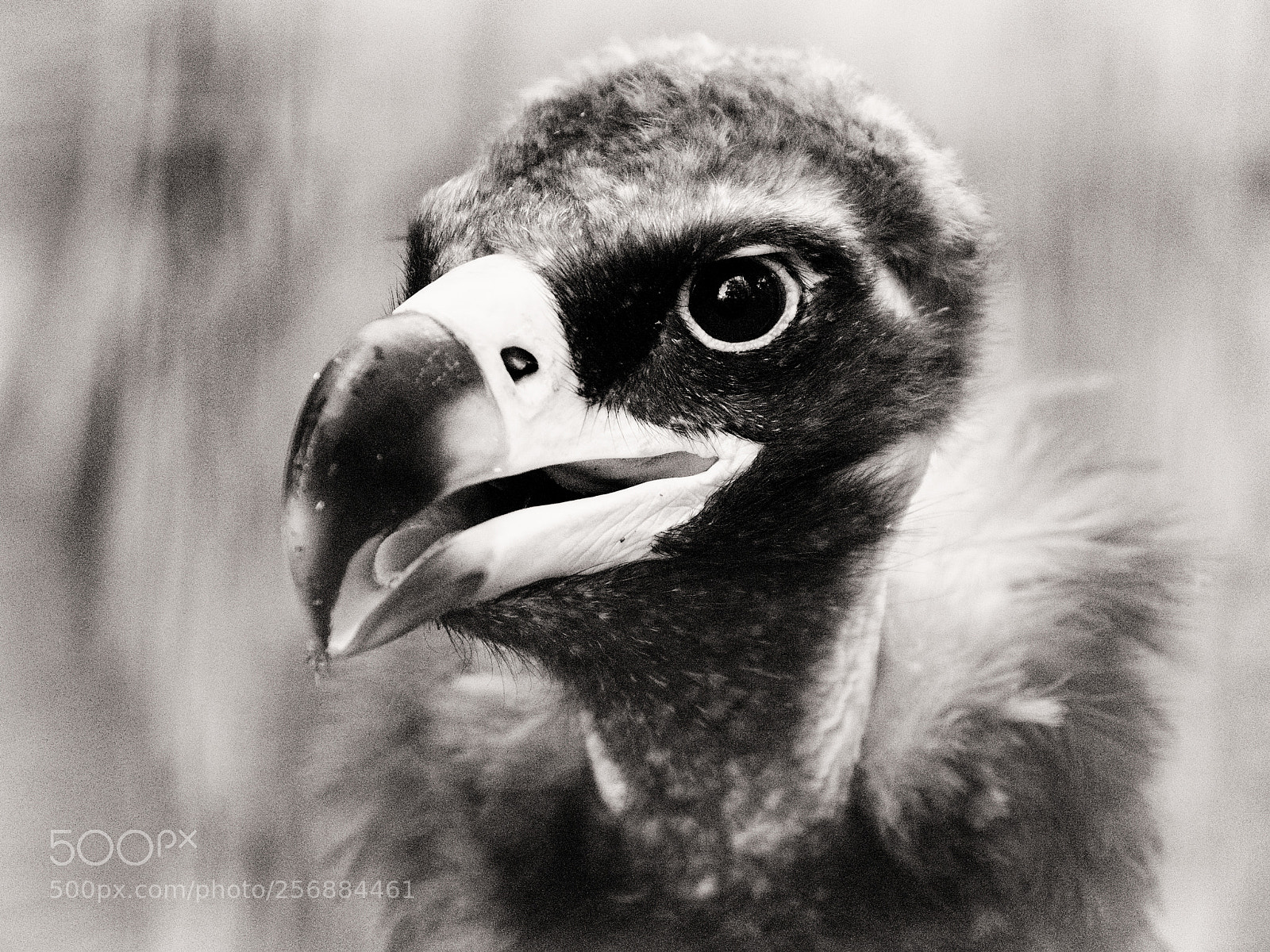 Nikon D7200 sample photo. Portrait of black vulture photography