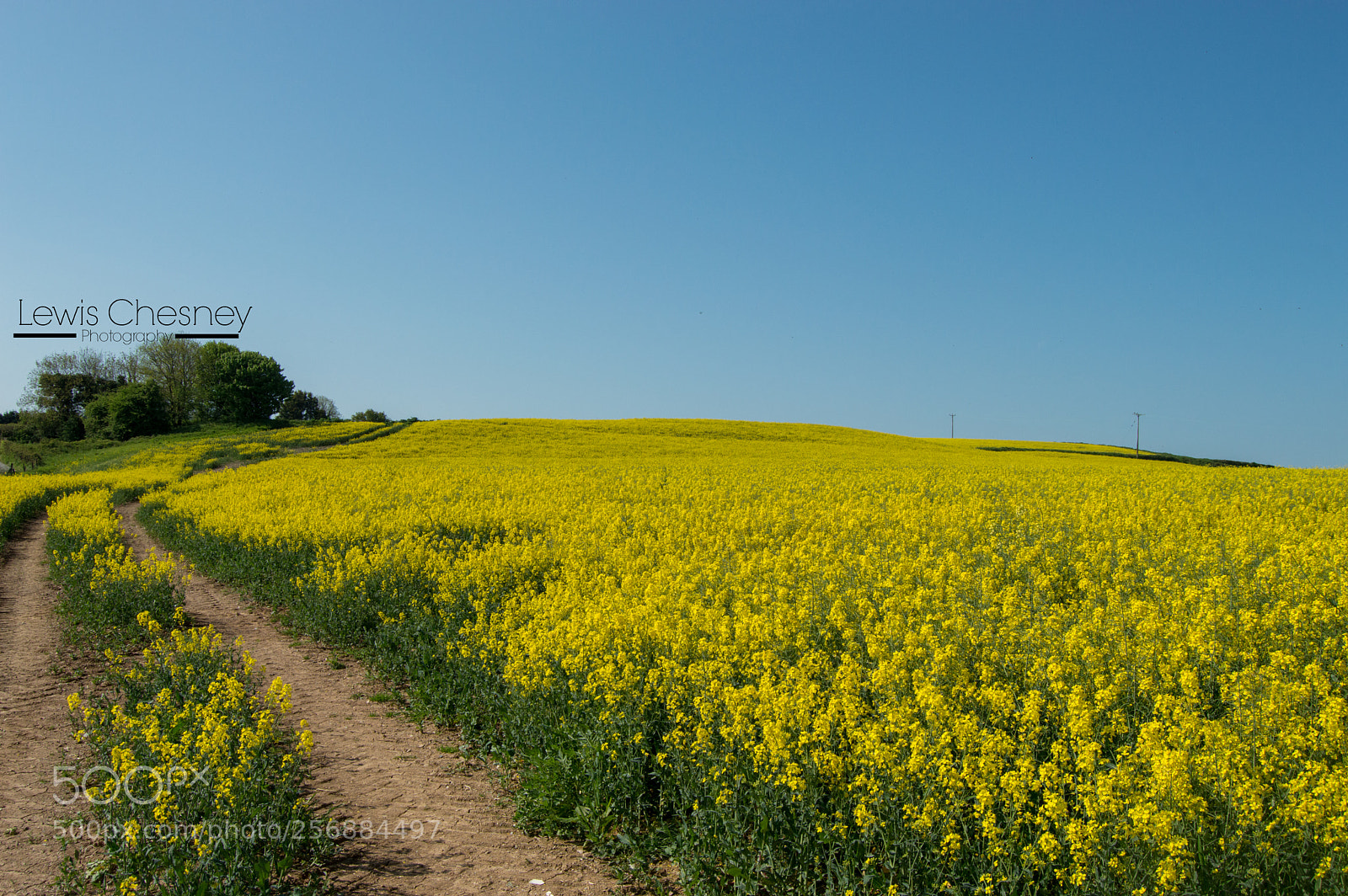 Nikon D3200 sample photo. Rapeseed field photography