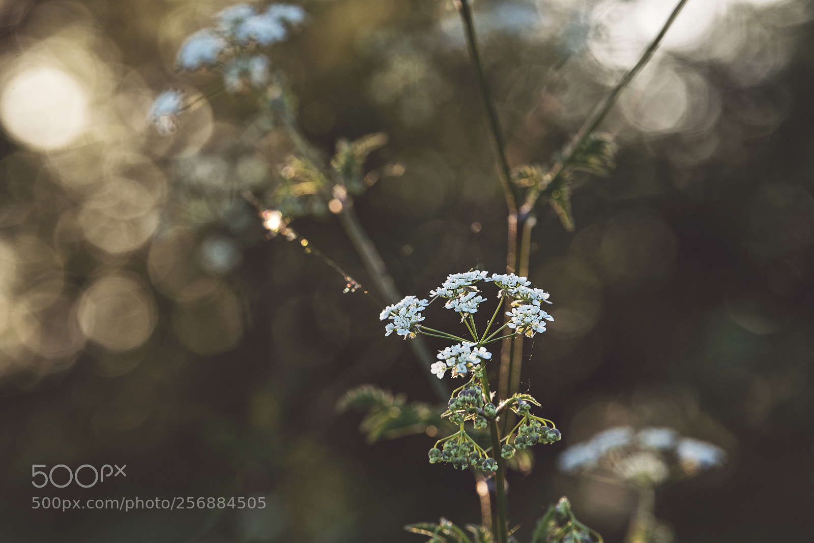 Nikon D750 sample photo. White flower photography