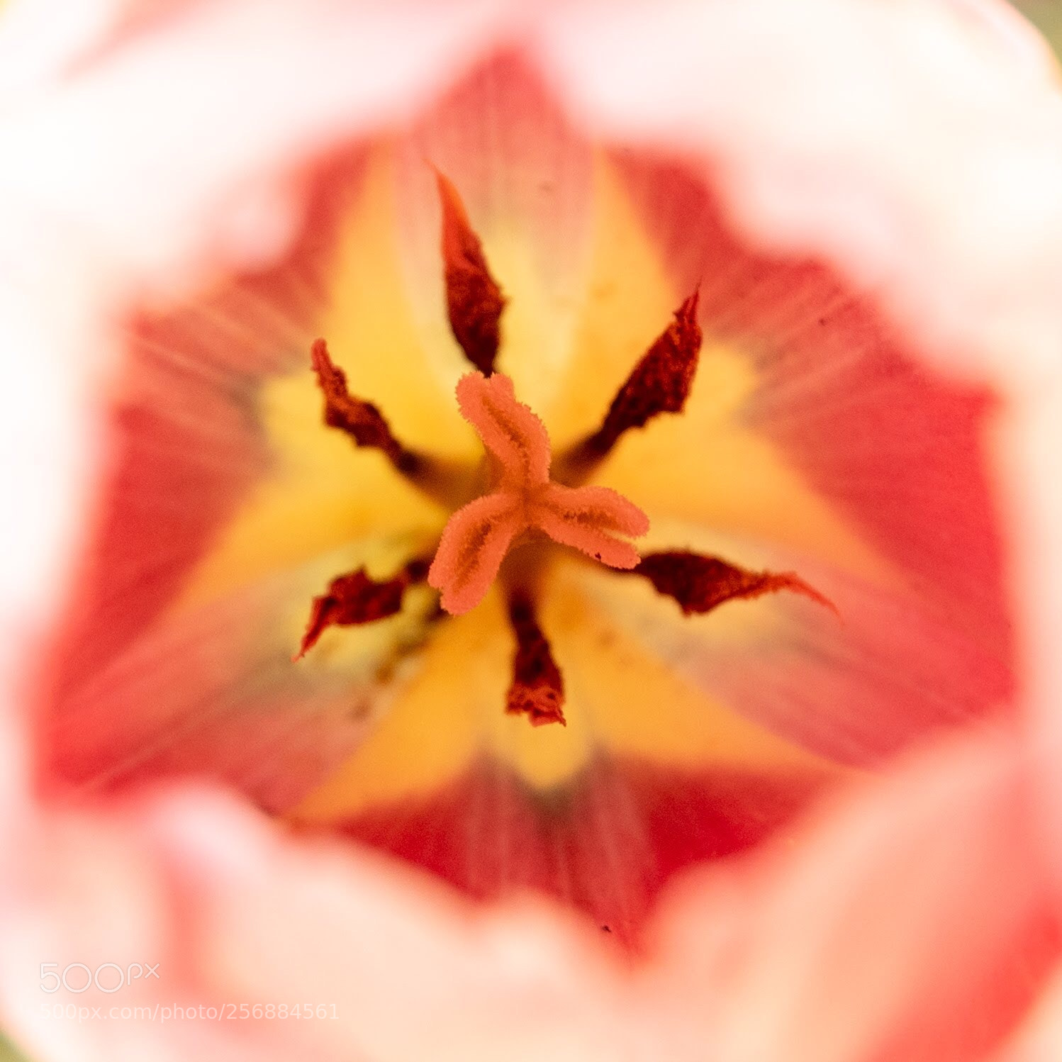 Nikon D750 sample photo. Inner workings photography