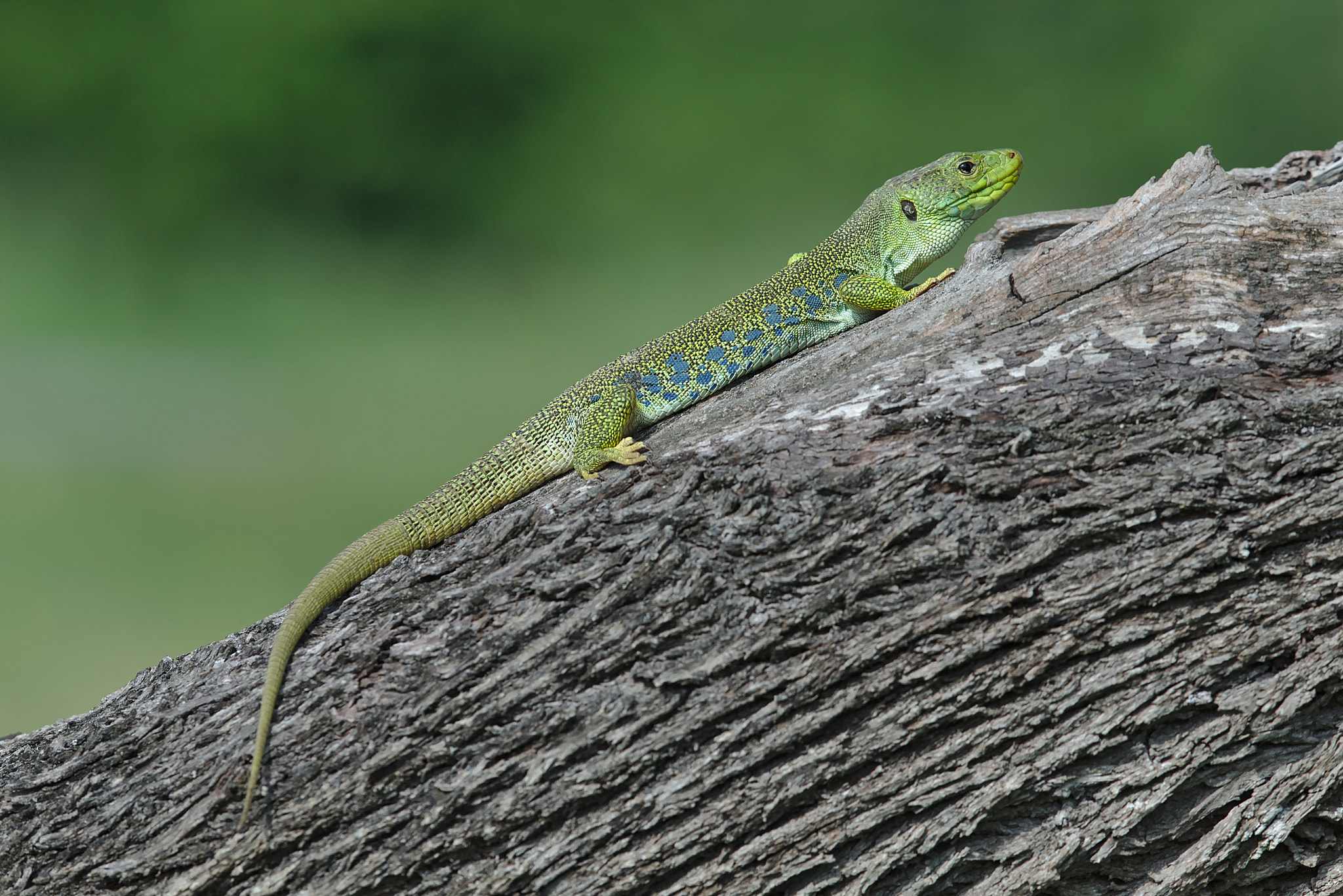 Canon EF 300mm F2.8L IS II USM sample photo. Lézard ocellé photography