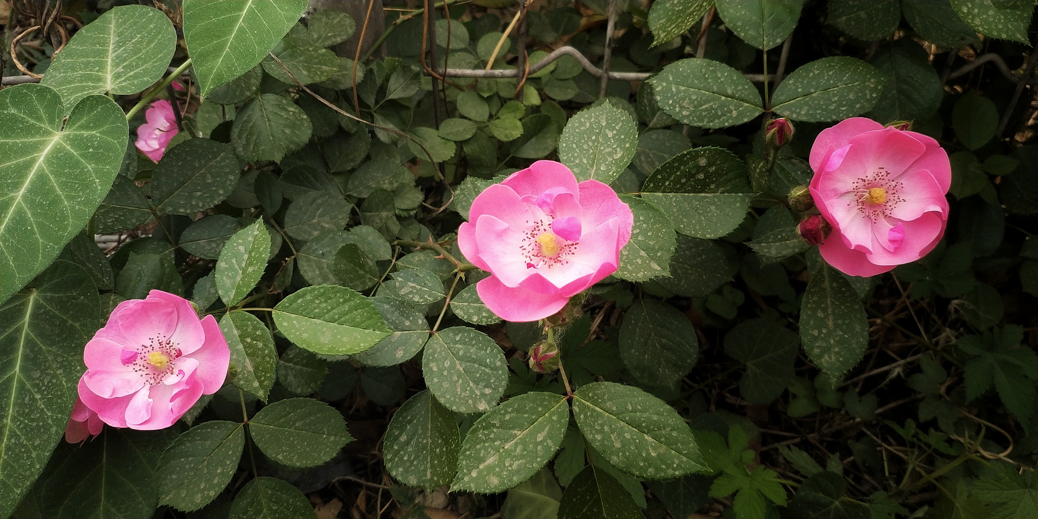 Xiaomi MIX 2 sample photo. Three photography