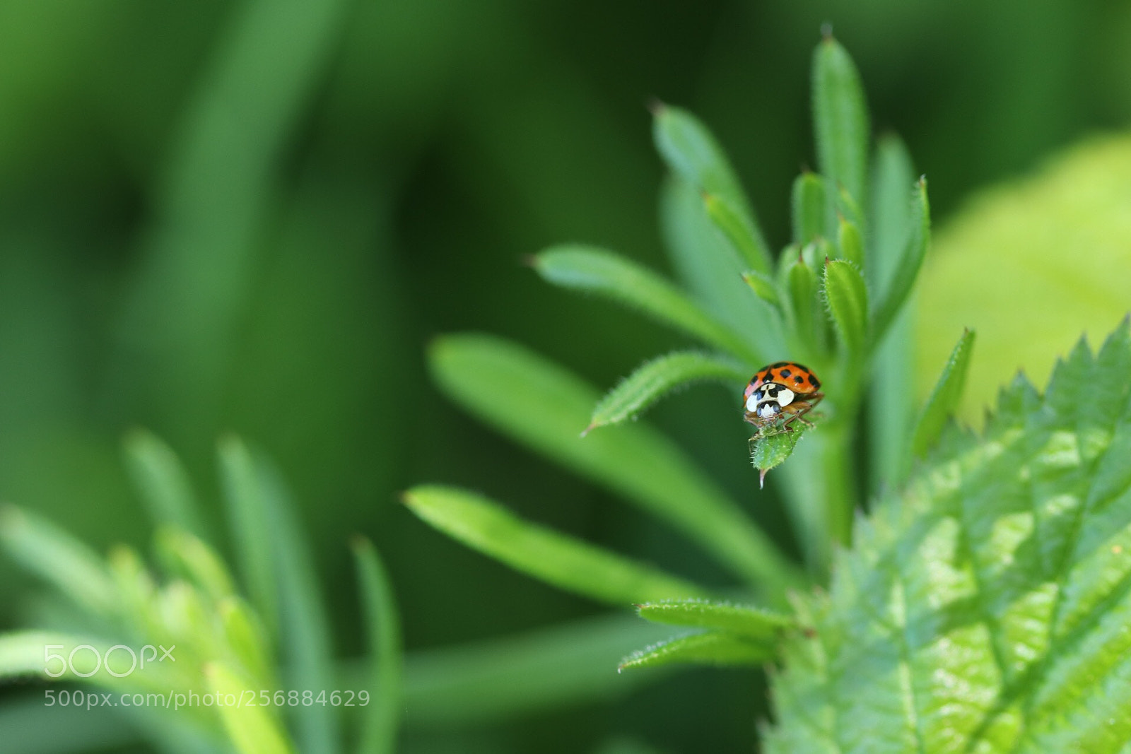 Canon EOS 80D sample photo. Brunching ladybird ❤️ photography