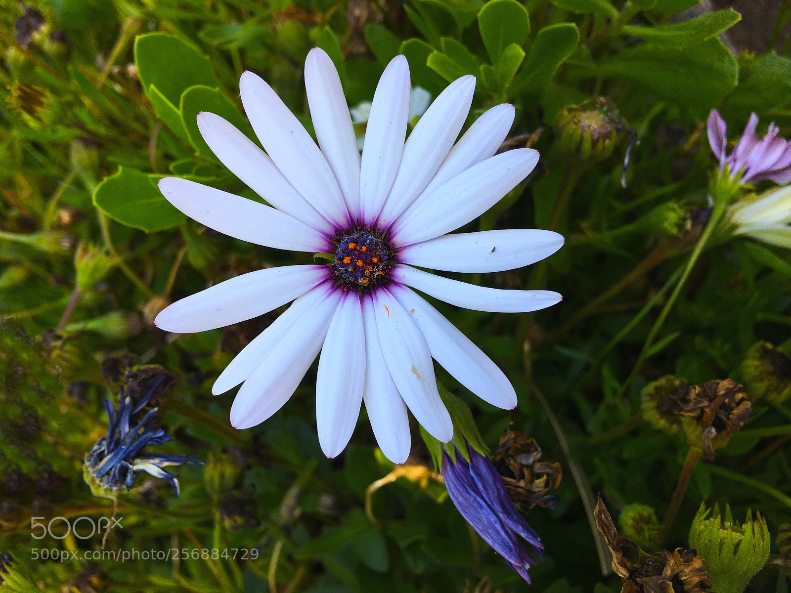 Apple iPhone 6s Plus sample photo. Flor photography