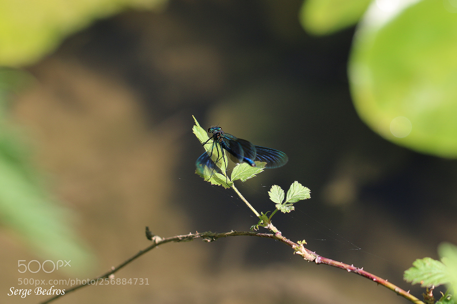 Canon EOS 70D sample photo. Img photography