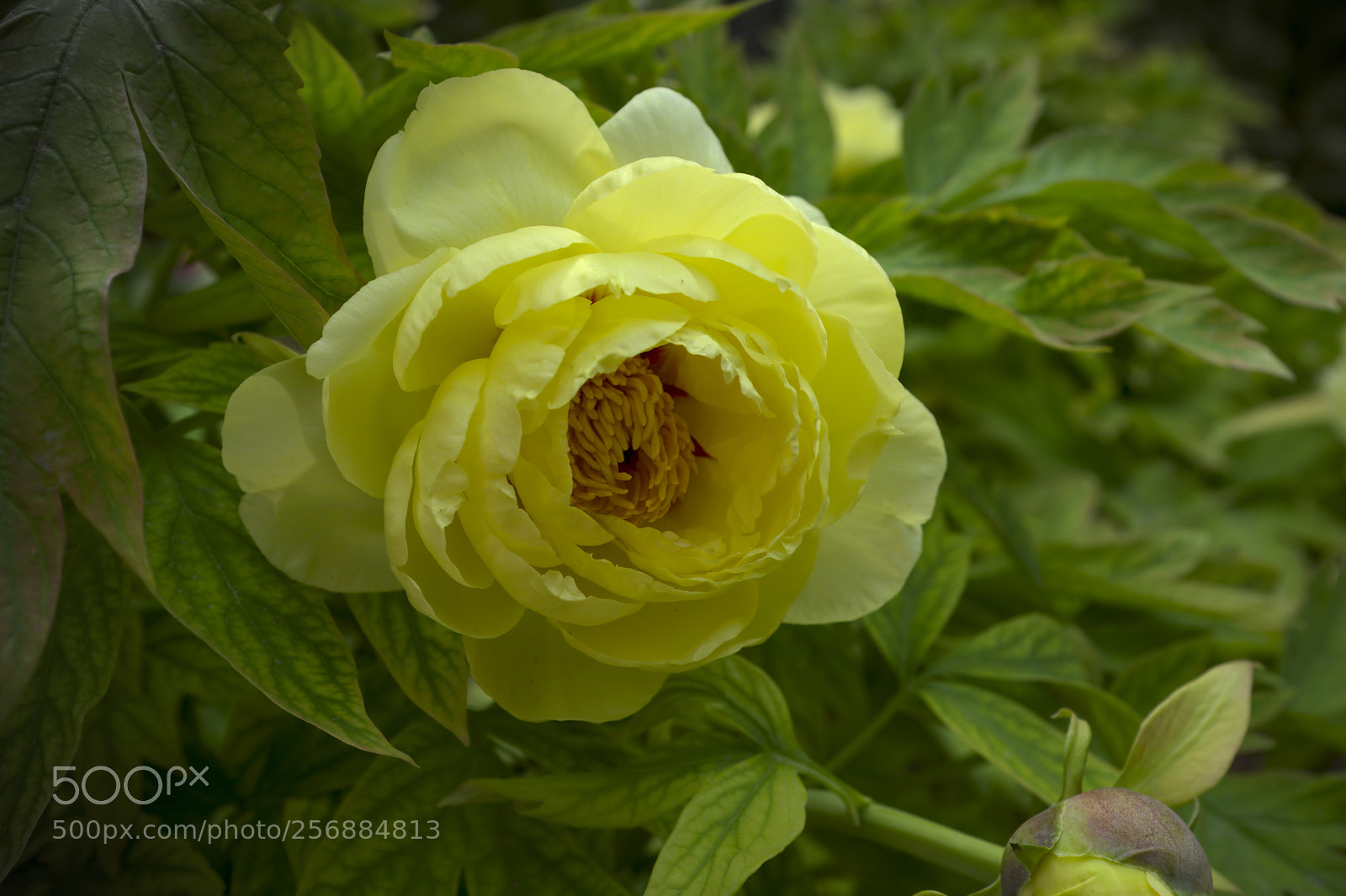 Fujifilm X100F sample photo. Peony photography