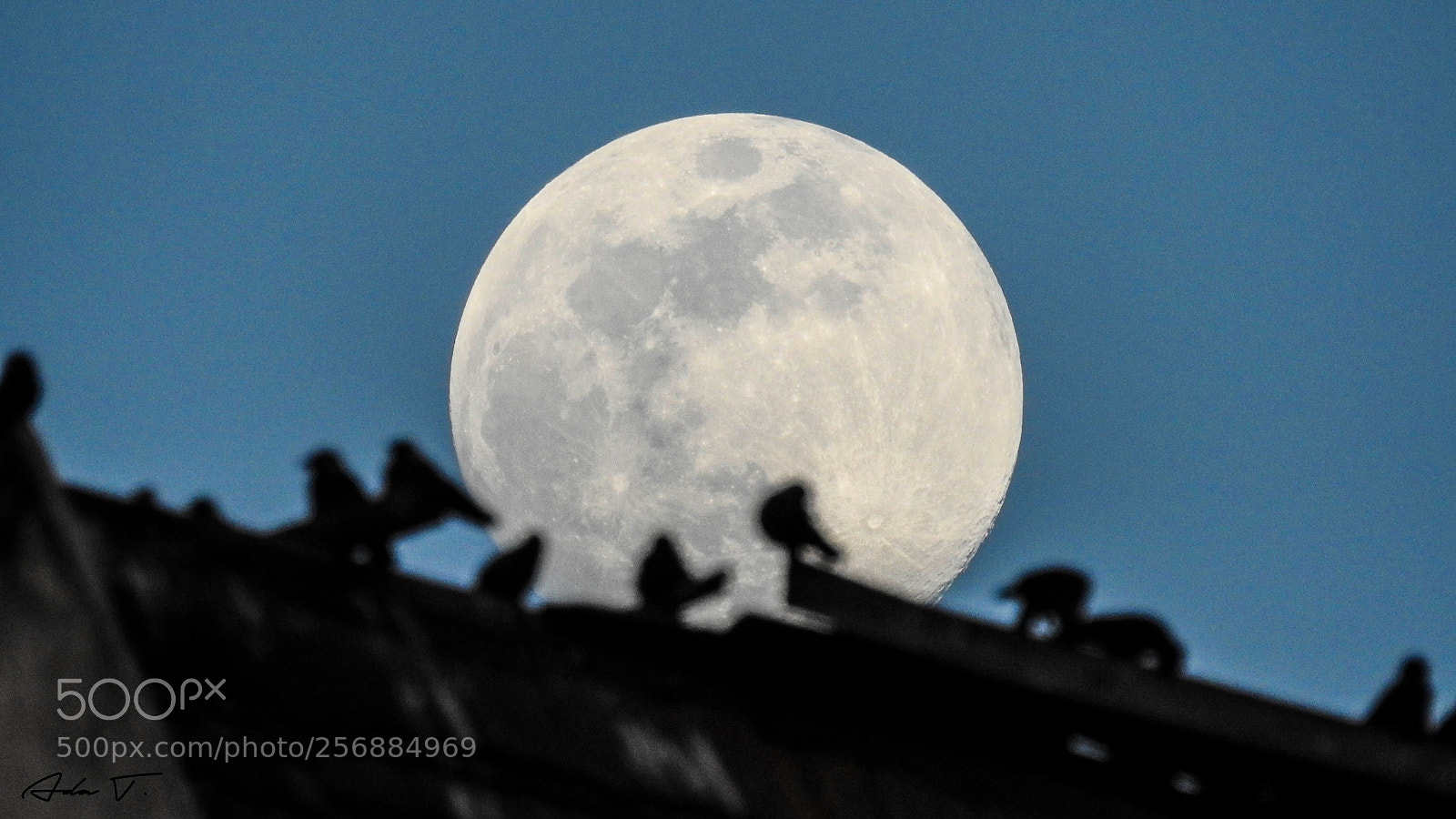Nikon Coolpix P900 sample photo. In the moon light photography