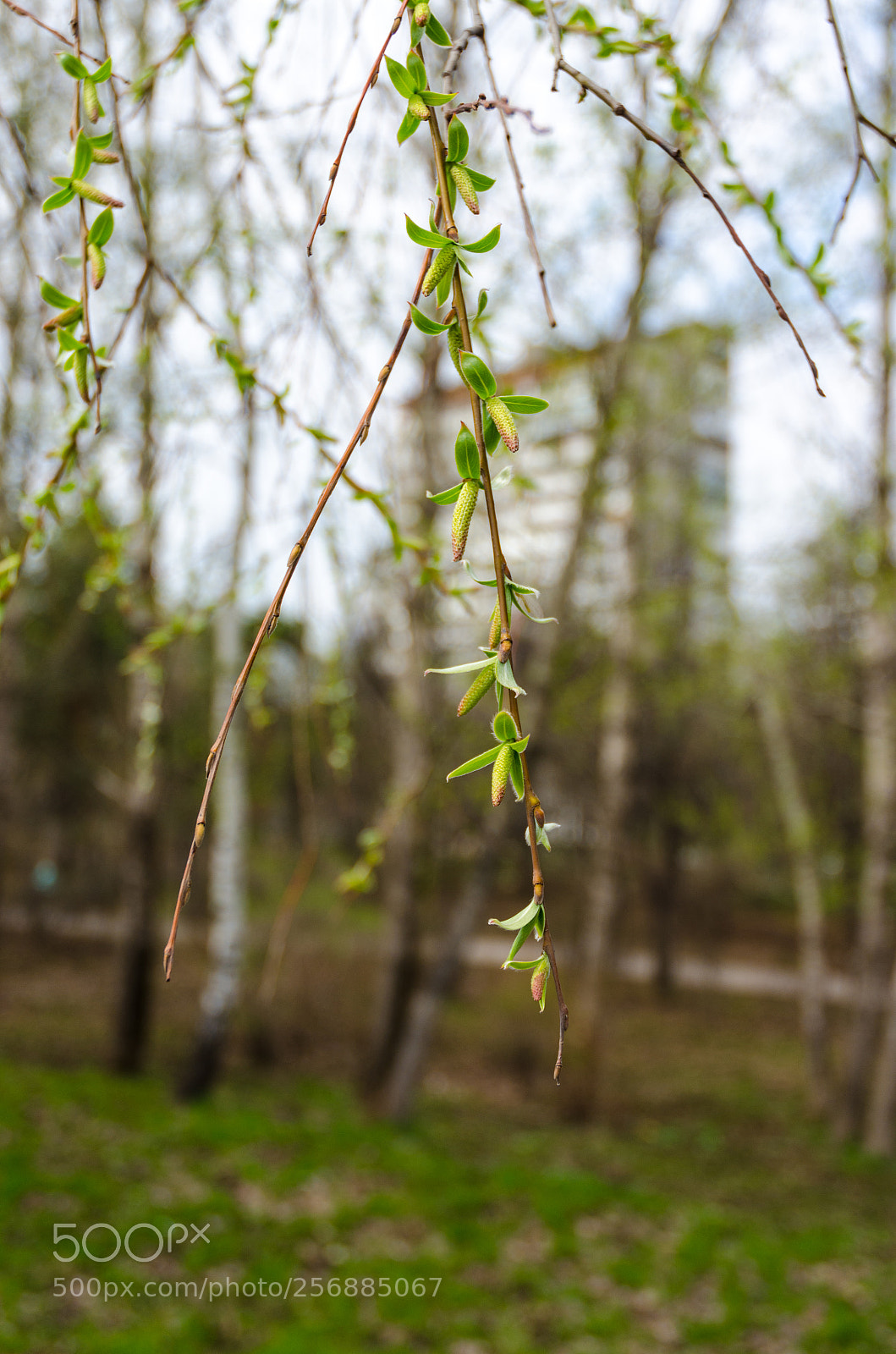 Nikon D5100 sample photo. 371 photography
