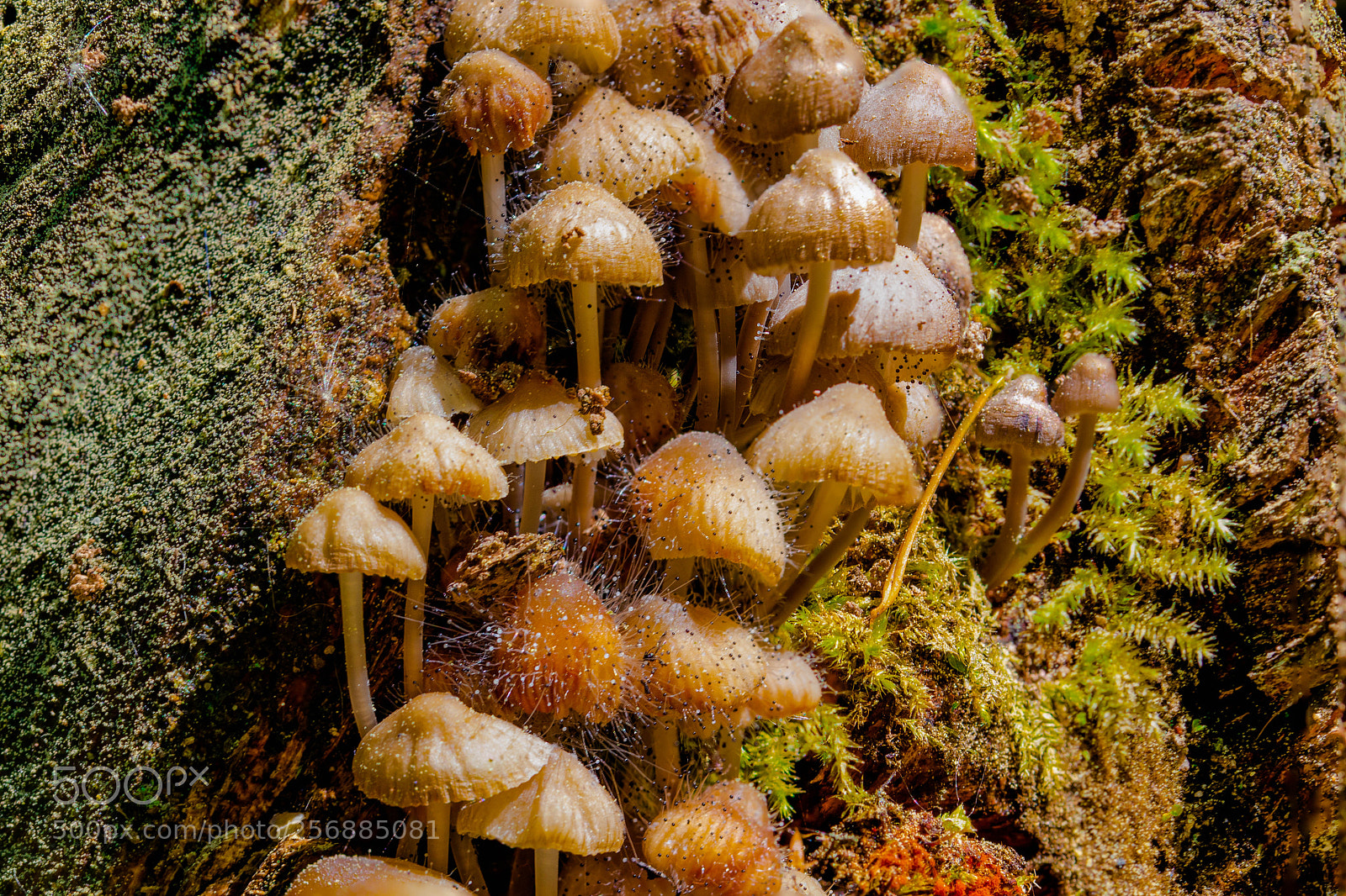 Canon EOS 200D (EOS Rebel SL2 / EOS Kiss X9) sample photo. Hypholoma capnoides photography