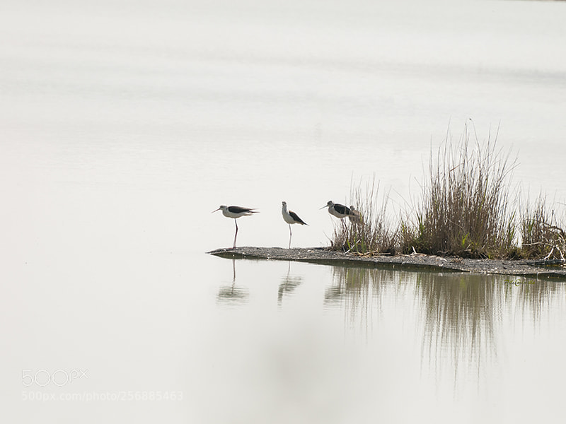 Olympus E-3 sample photo. Tranquilidad photography