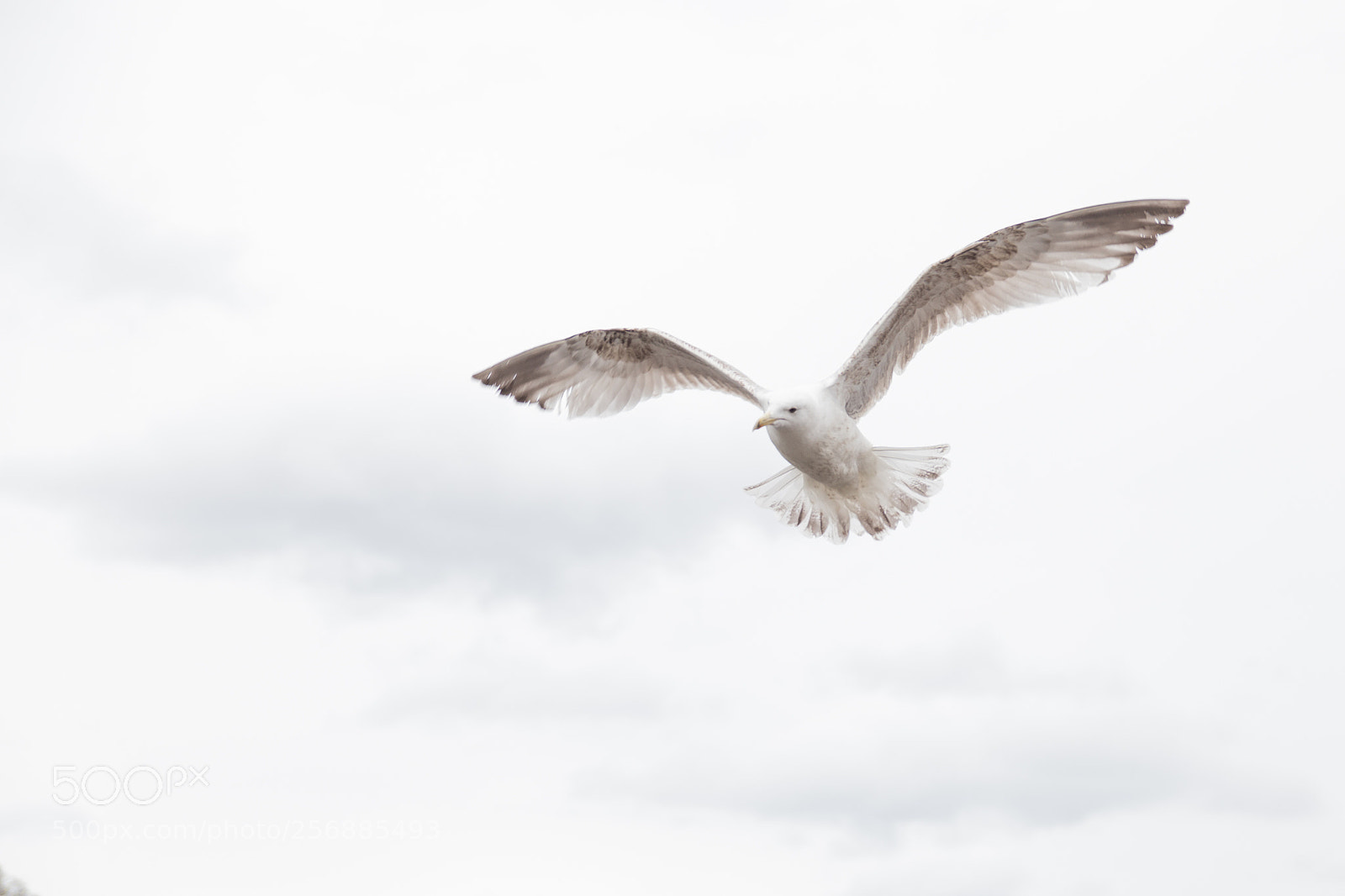 Canon EOS 6D sample photo. Seagull photography