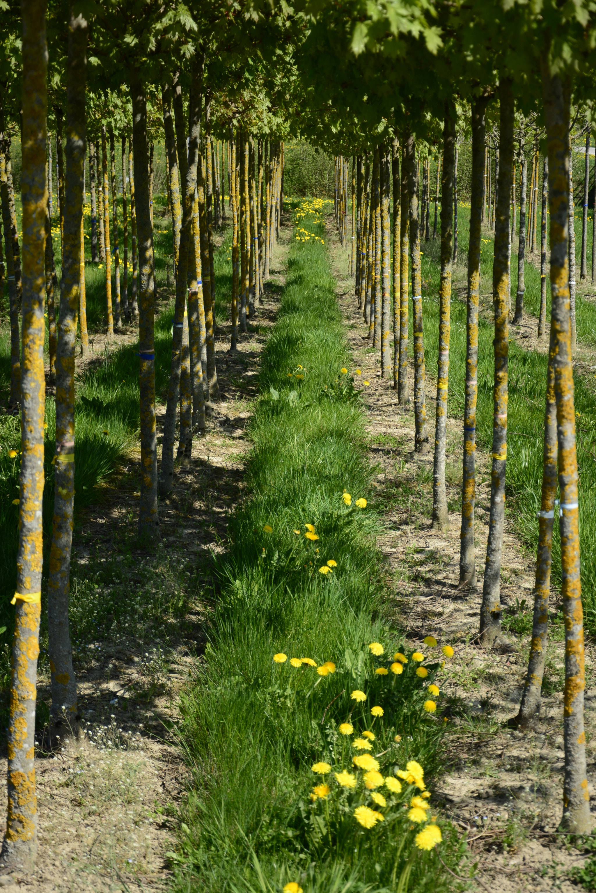 Nikon D7100 sample photo. Spring photography