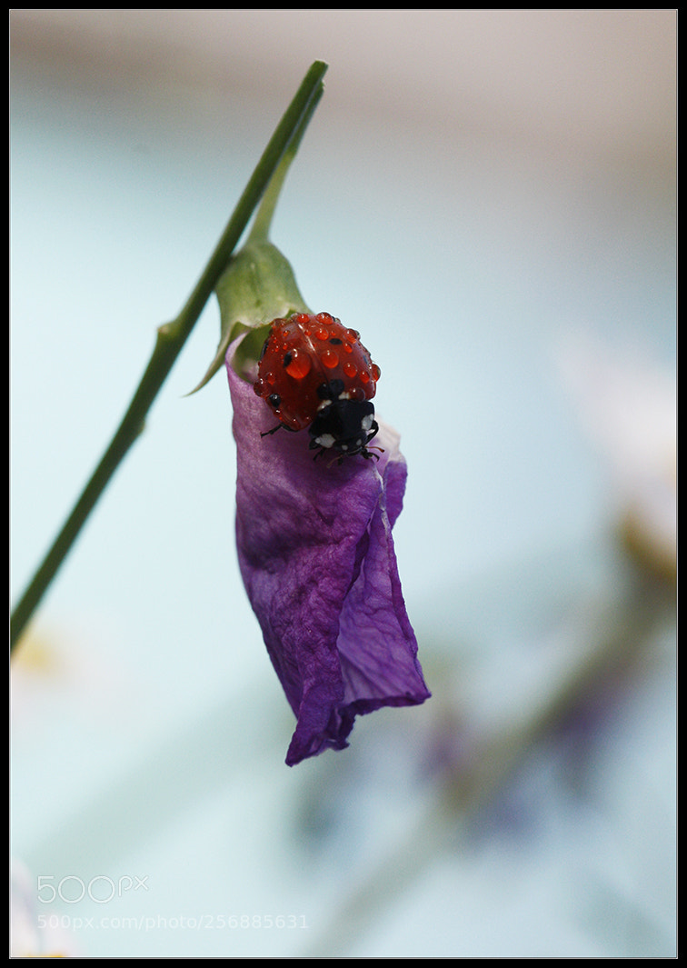 Canon EOS 450D (EOS Rebel XSi / EOS Kiss X2) sample photo. Islak ıslak.... photography