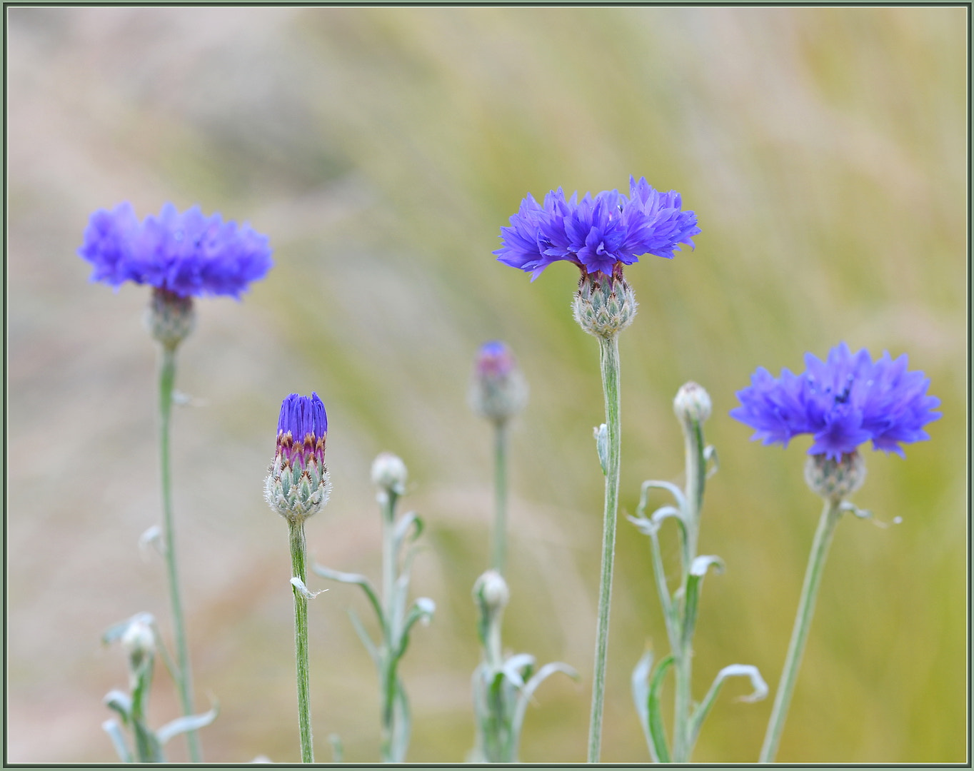 Sigma 105mm F2.8 EX DG OS HSM sample photo. Elegant centaurea photography
