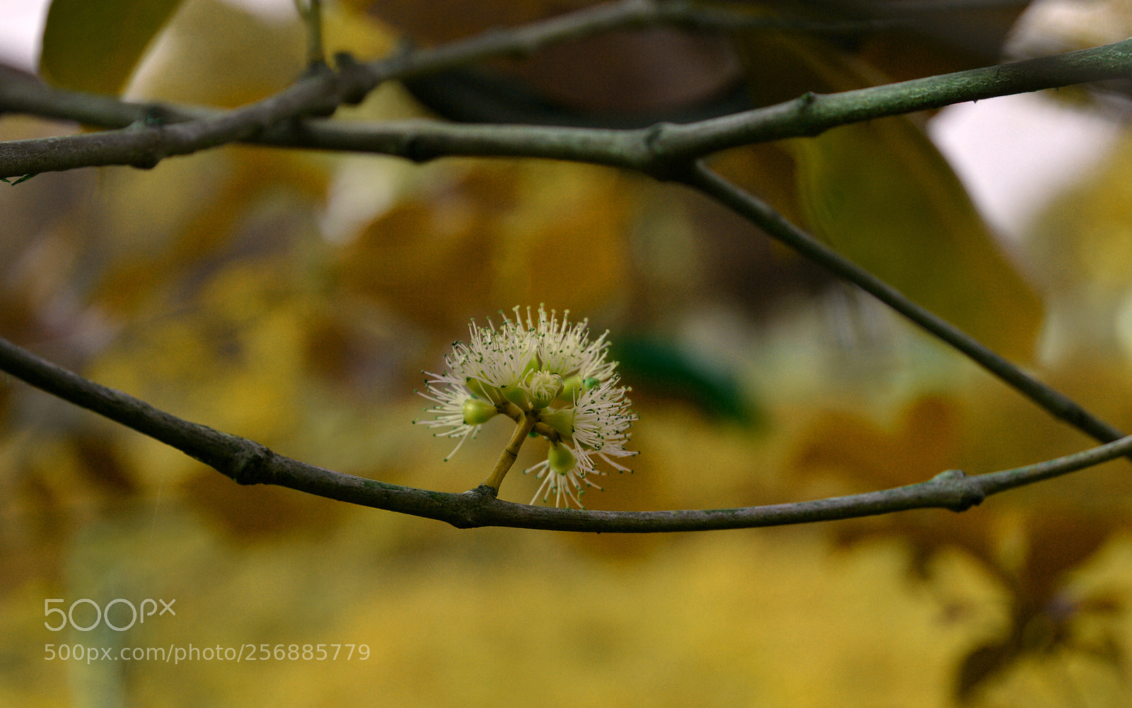Nikon D3200 sample photo. Coming to live! photography