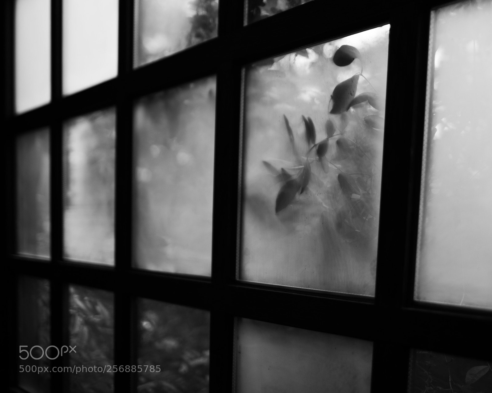 Pentax K-1 sample photo. Heartending photography
