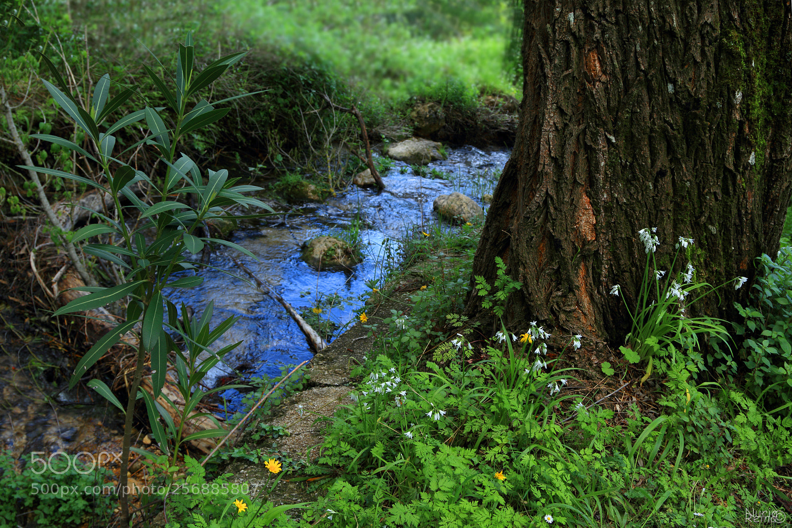 Canon EOS 70D sample photo. Nature wise photography