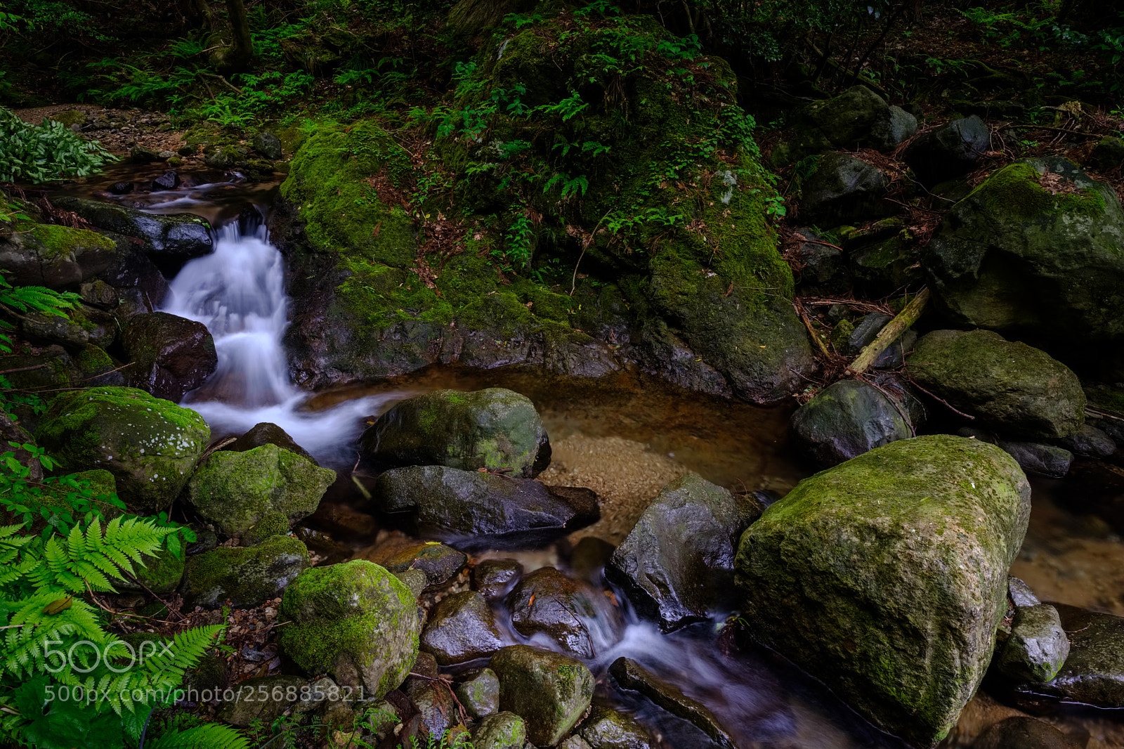 Fujifilm X-T2 sample photo. Kaiki forest stream photography