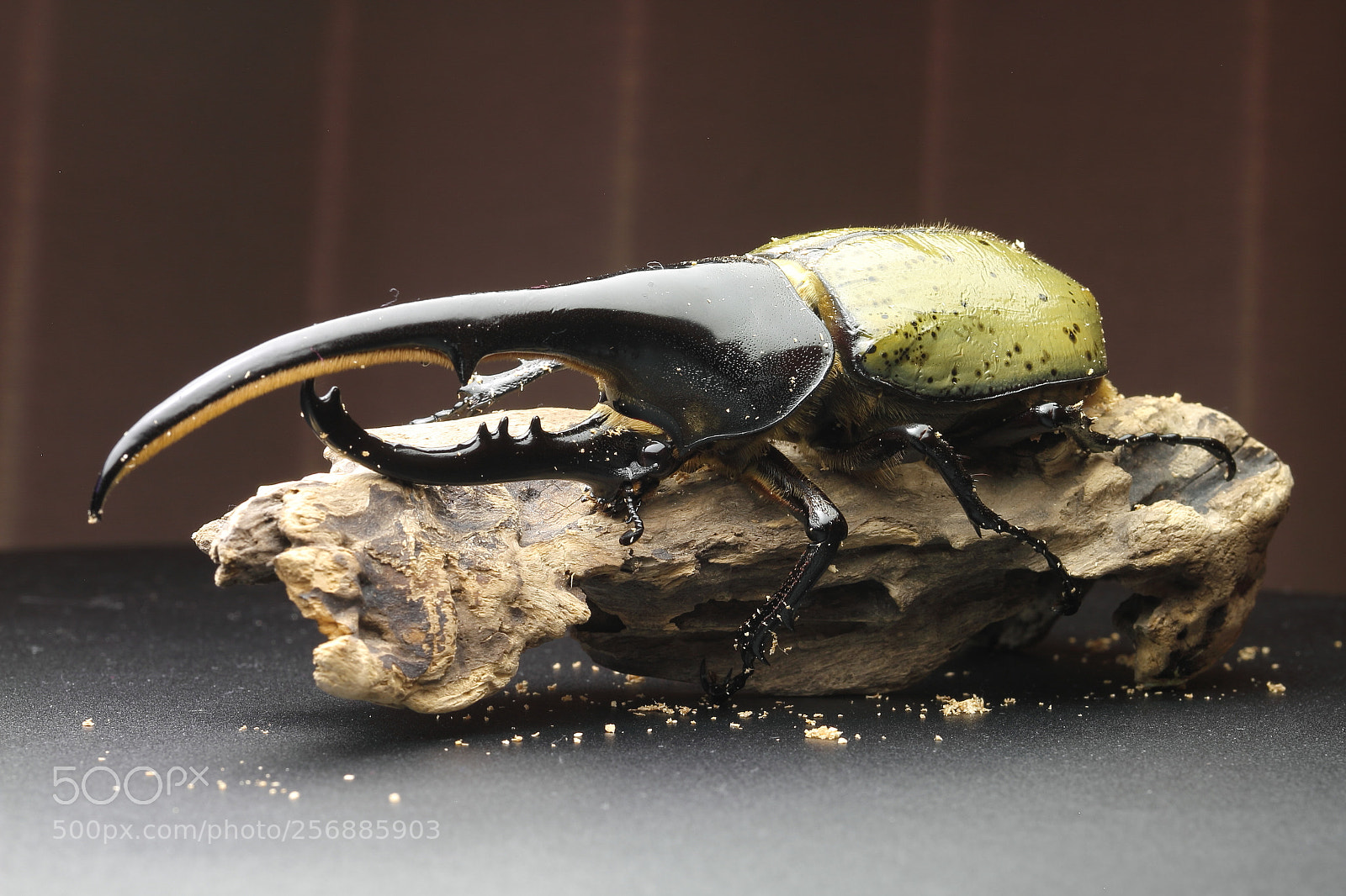 Canon EOS 7D + Canon EF 50mm F1.8 II sample photo. Dynastes hercules hercules photography