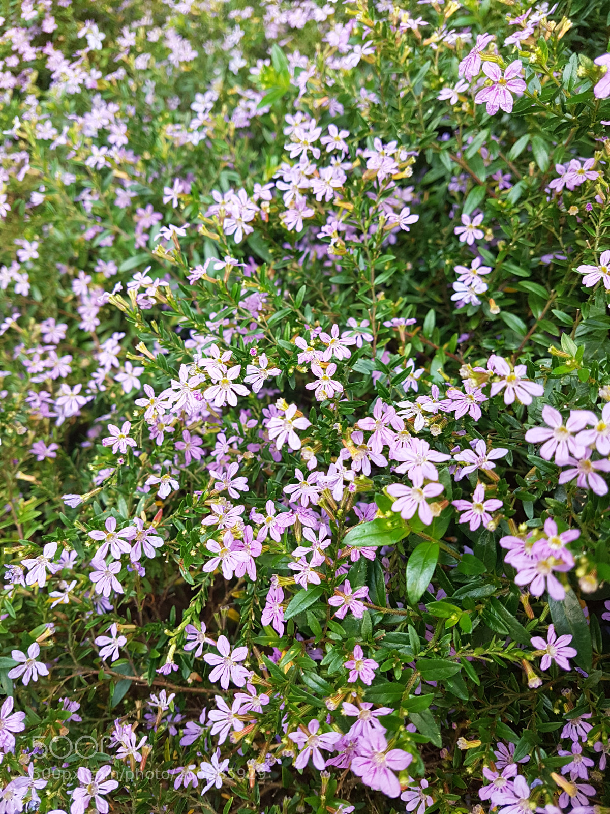 Samsung Galaxy S7 Edge sample photo. Flowers photography