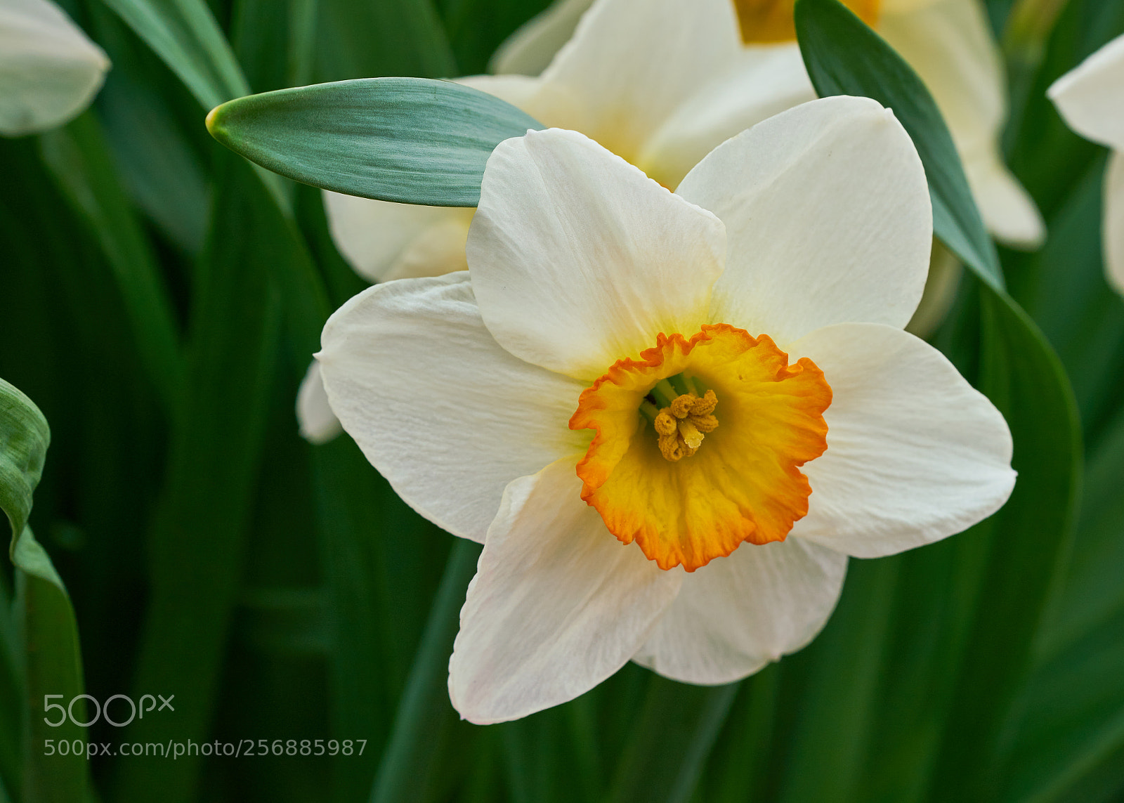 Sony a7R II sample photo. Daffodil photography