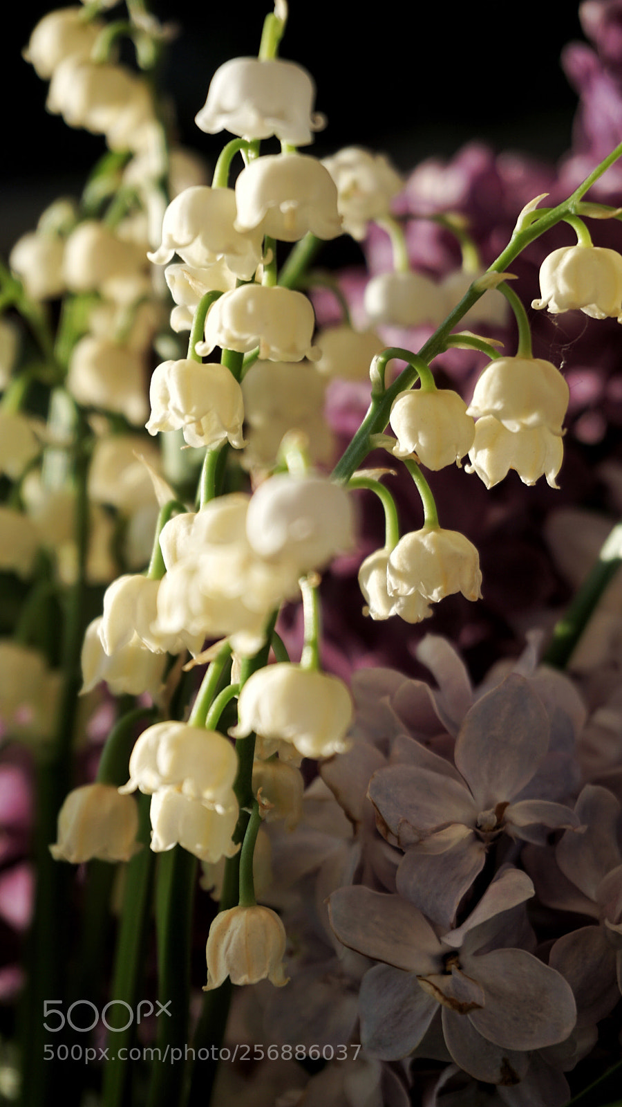 Sony a6000 sample photo. Lily of the valley photography