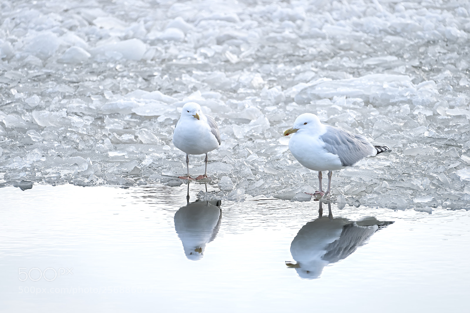 Nikon D4S sample photo. Pigeon on ice photography