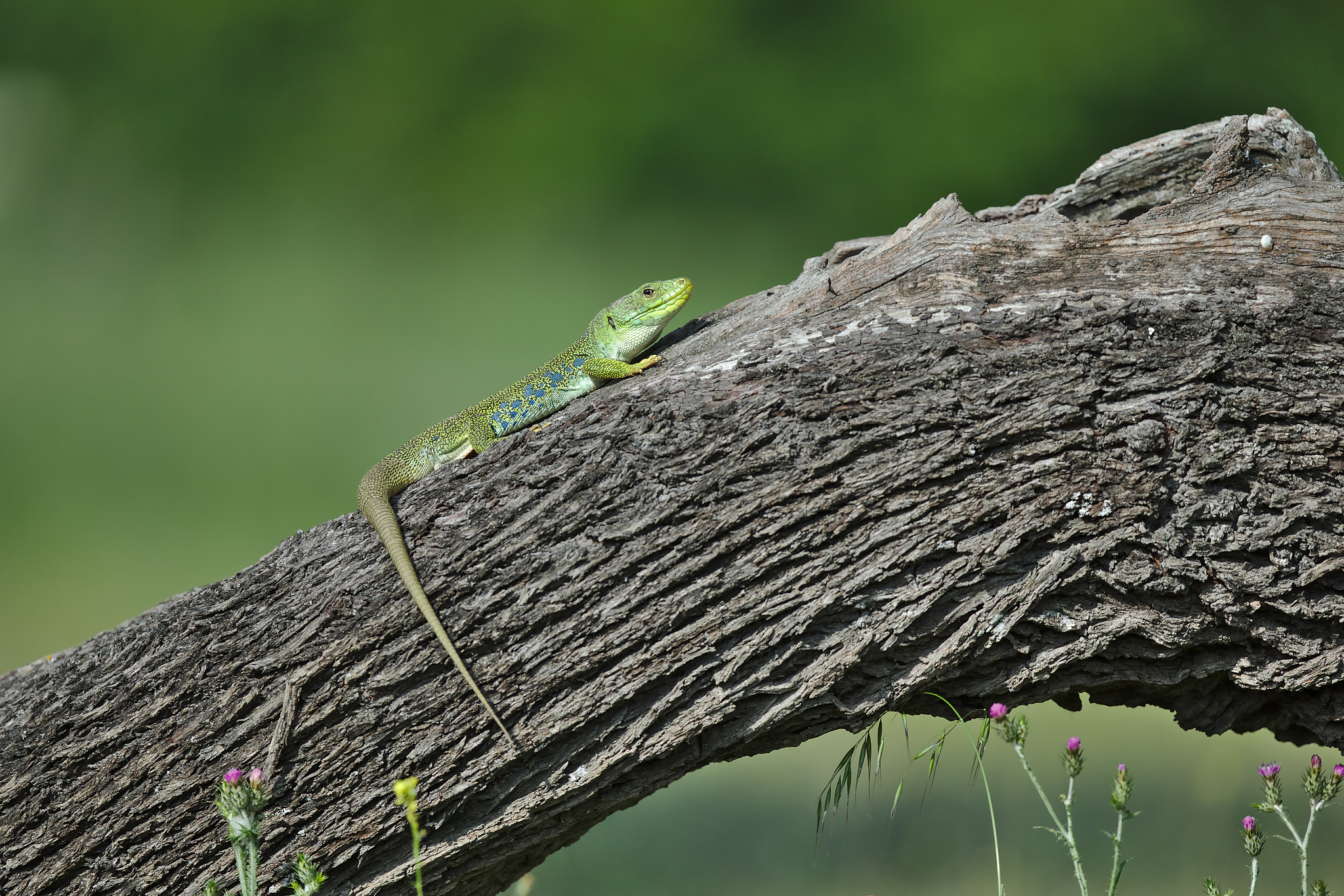 Canon EF 300mm F2.8L IS II USM sample photo. Lézard ocellé photography