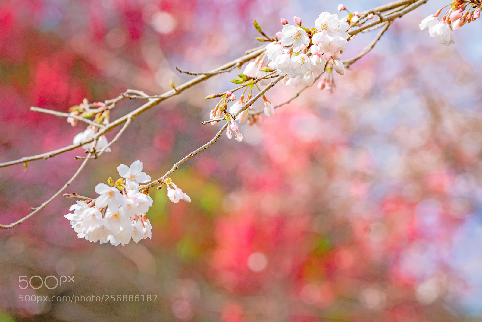 Sony a7R II sample photo. When cherry blossoms bloom photography