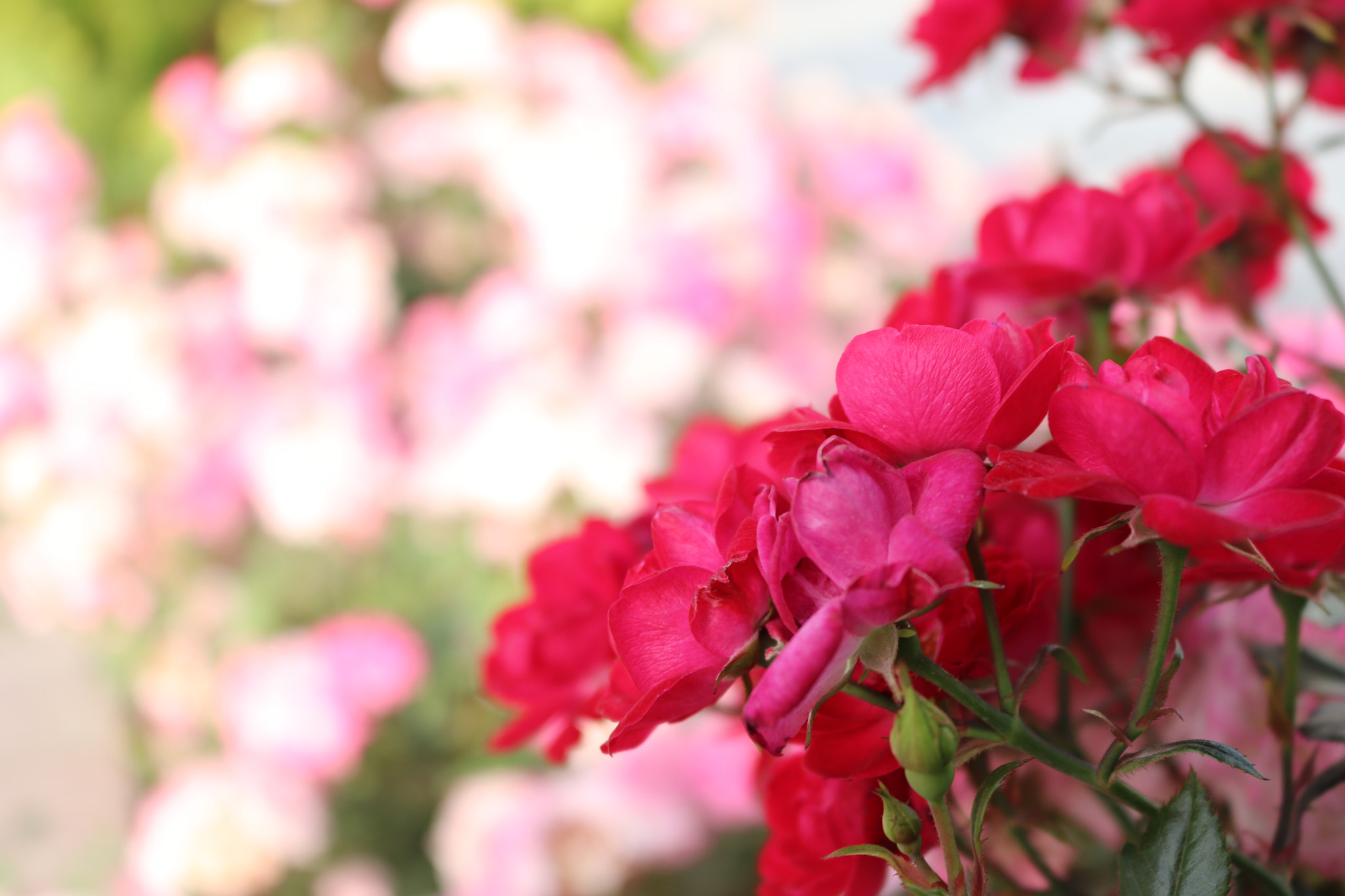 Canon EOS 800D (EOS Rebel T7i / EOS Kiss X9i) sample photo. First photo photography