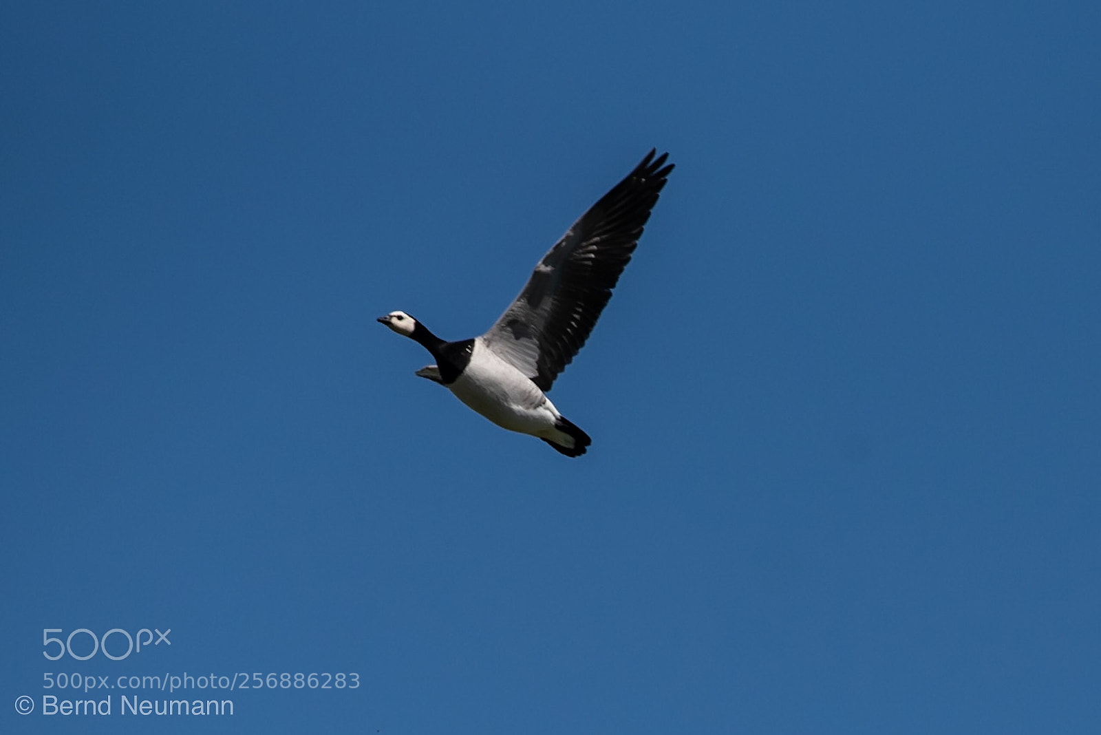 Nikon D750 sample photo. Fly photography